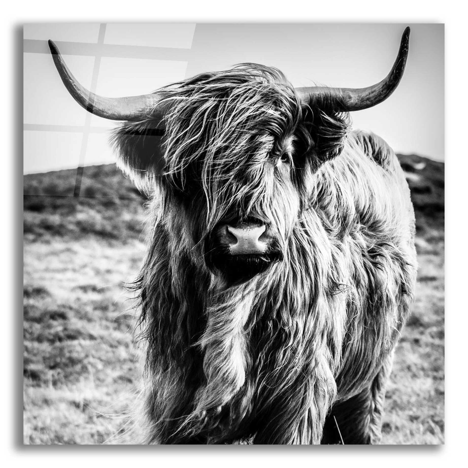 Epic Art 'Fluffy Cow' by Epic Portfolio Acrylic Glass Wall Art,12x12