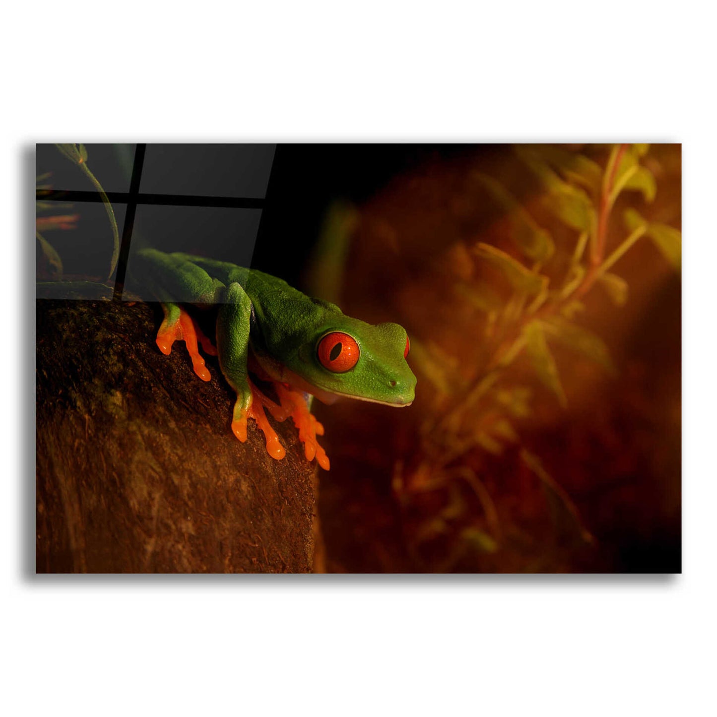 Epic Art 'Froggy' by Epic Portfolio Acrylic Glass Wall Art,24x16