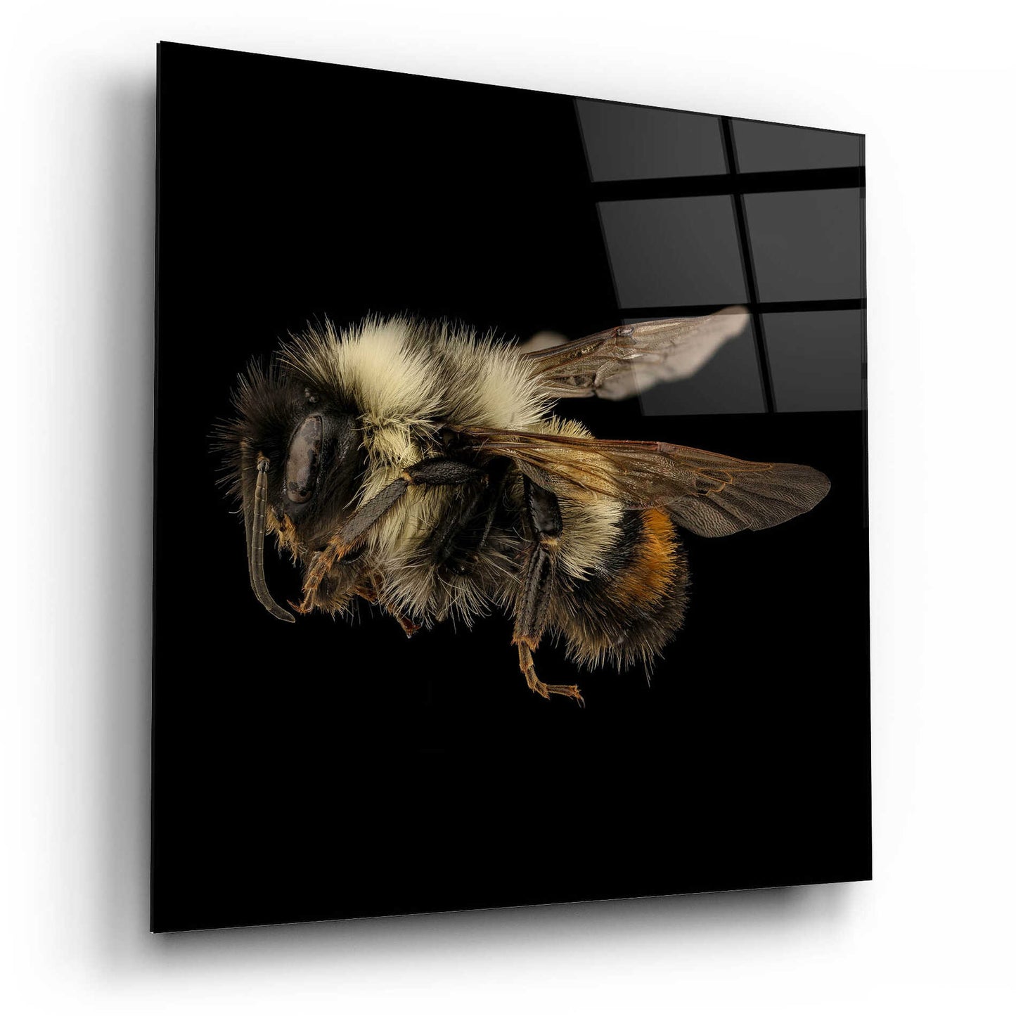 Epic Art 'Fuzzy Buzzy' by Epic Portfolio Acrylic Glass Wall Art,12x12