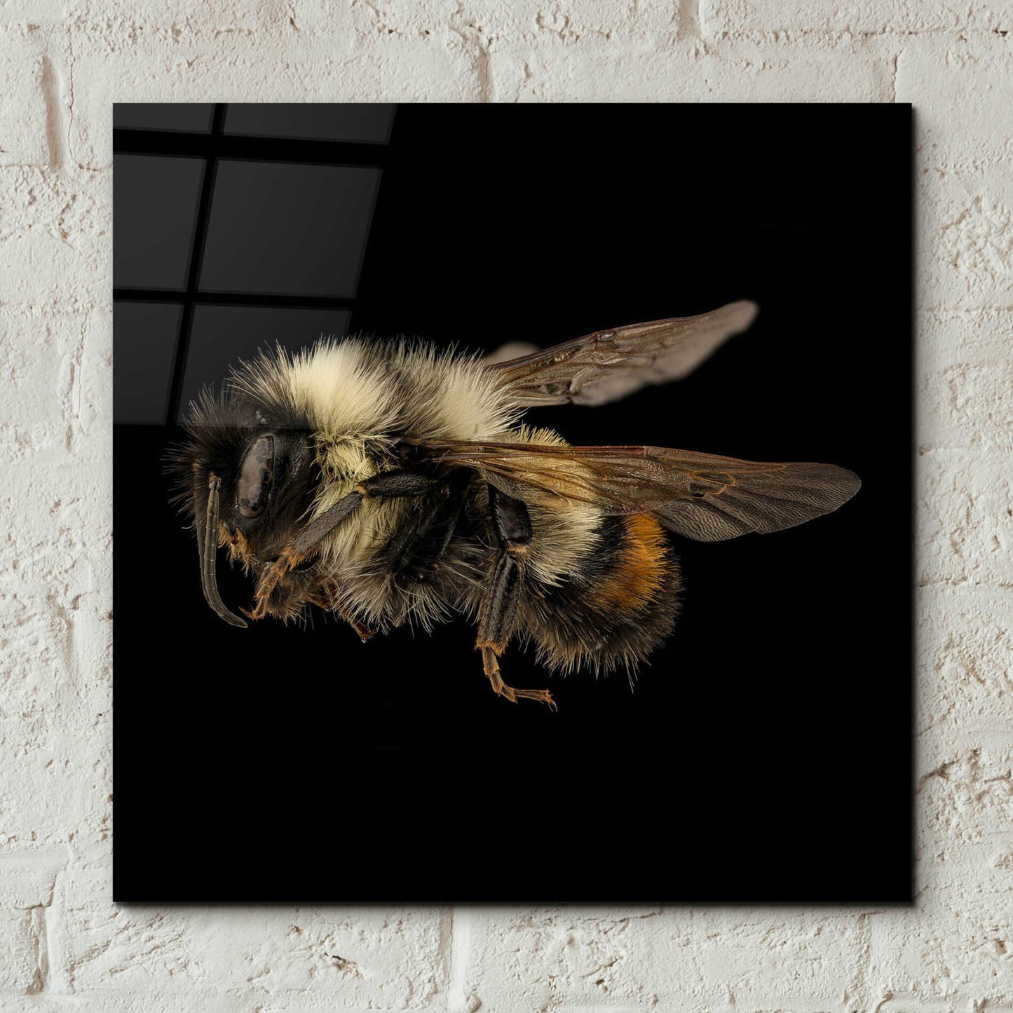 Epic Art 'Fuzzy Buzzy' by Epic Portfolio Acrylic Glass Wall Art,12x12