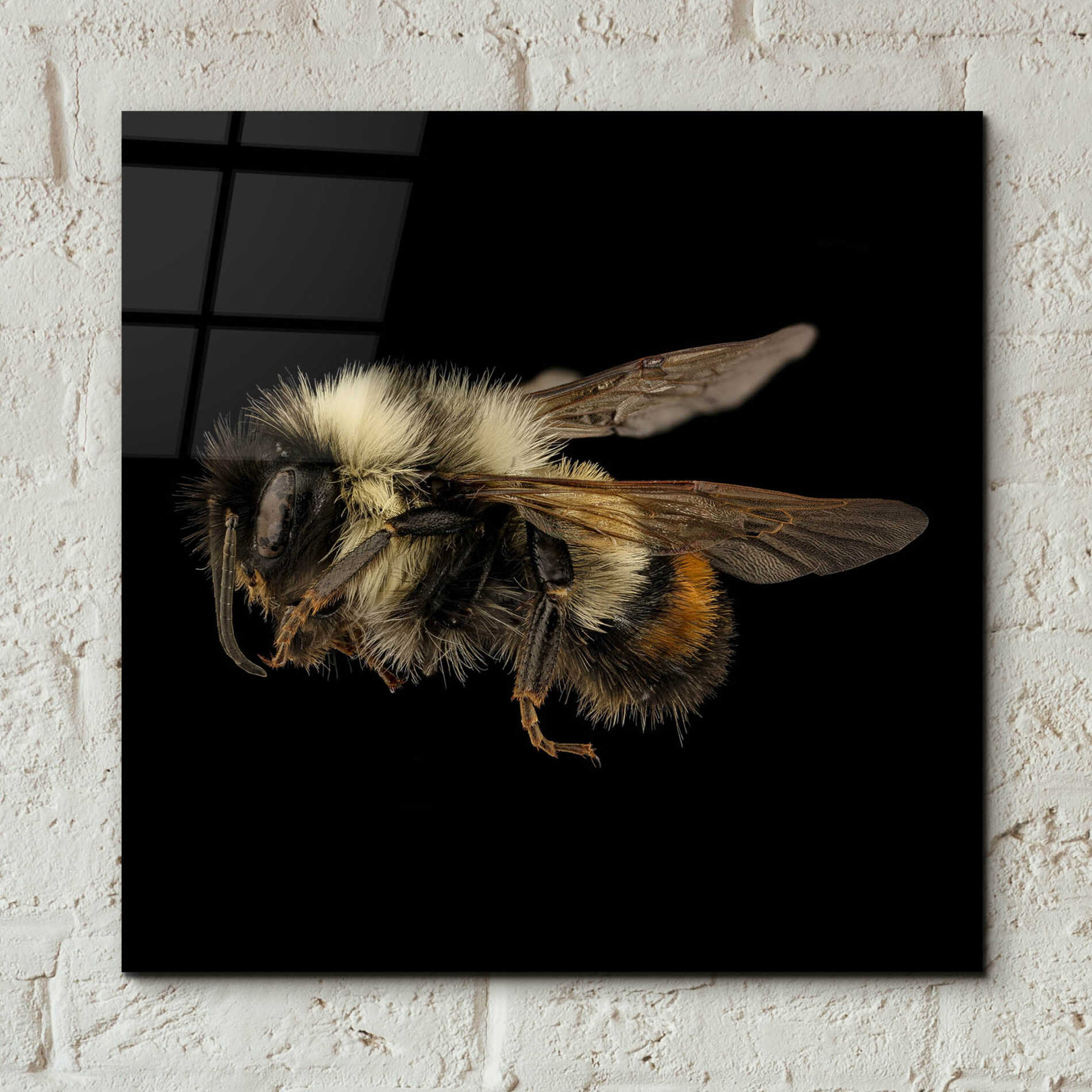 Epic Art 'Fuzzy Buzzy' by Epic Portfolio Acrylic Glass Wall Art,12x12