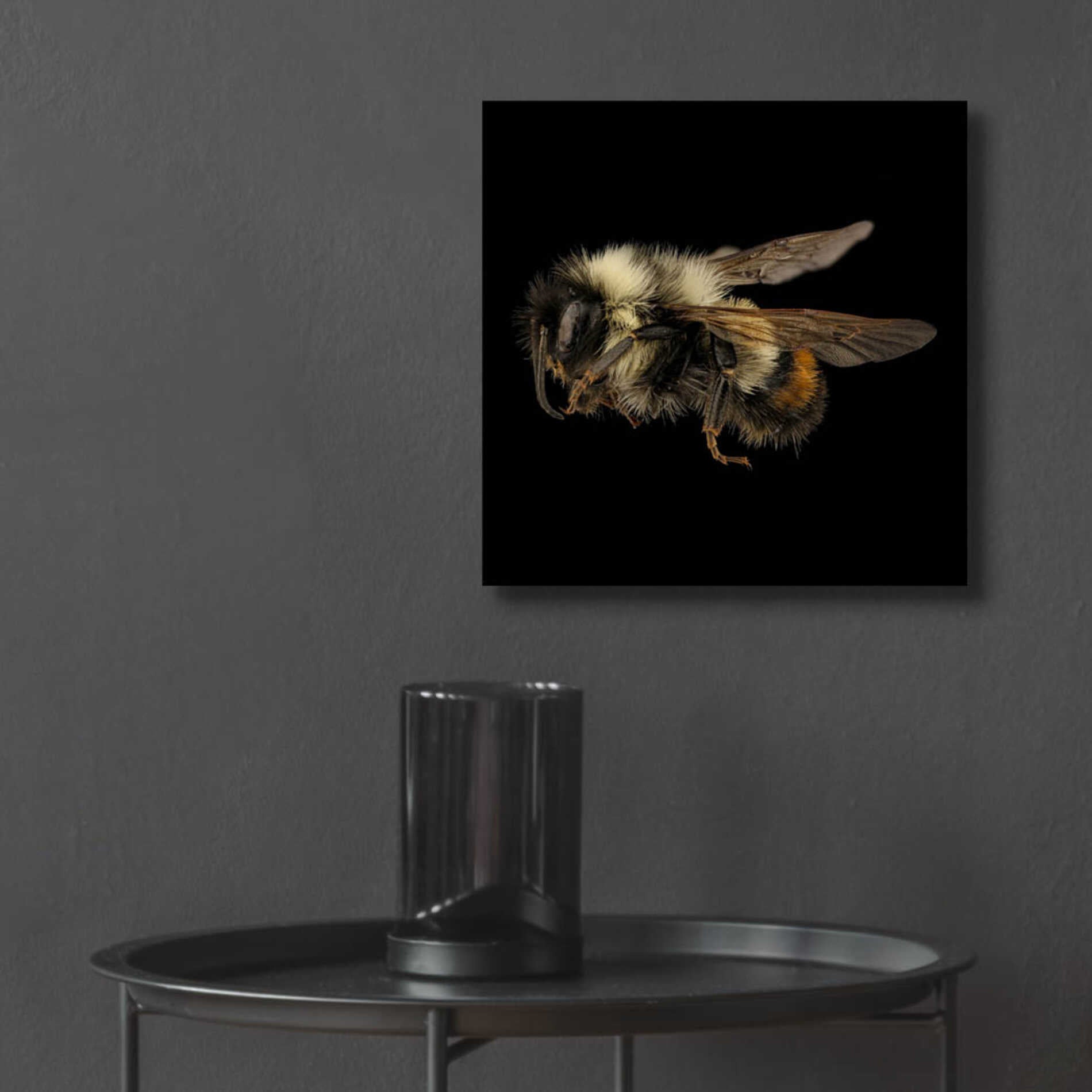 Epic Art 'Fuzzy Buzzy' by Epic Portfolio Acrylic Glass Wall Art,12x12