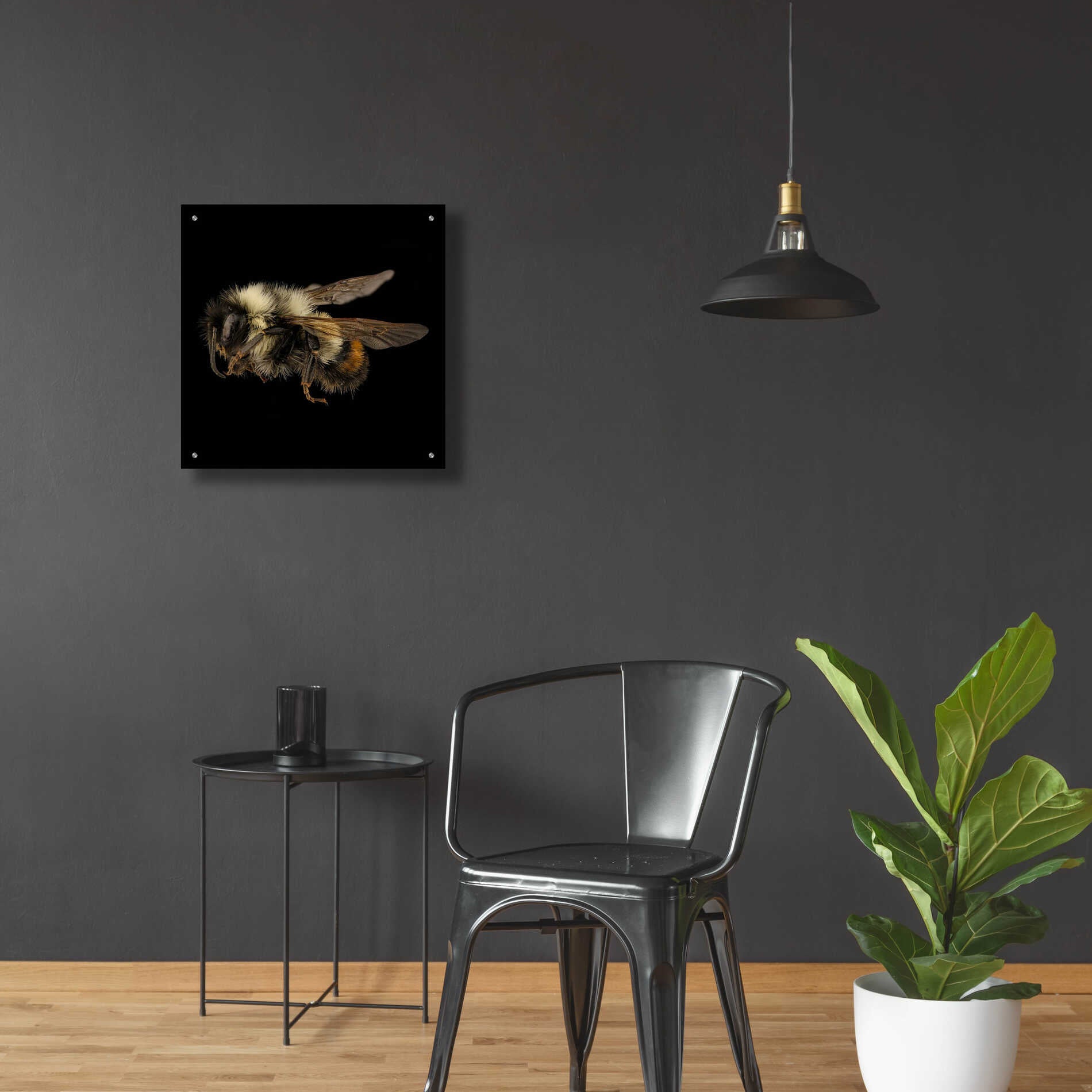 Epic Art 'Fuzzy Buzzy' by Epic Portfolio Acrylic Glass Wall Art,24x24