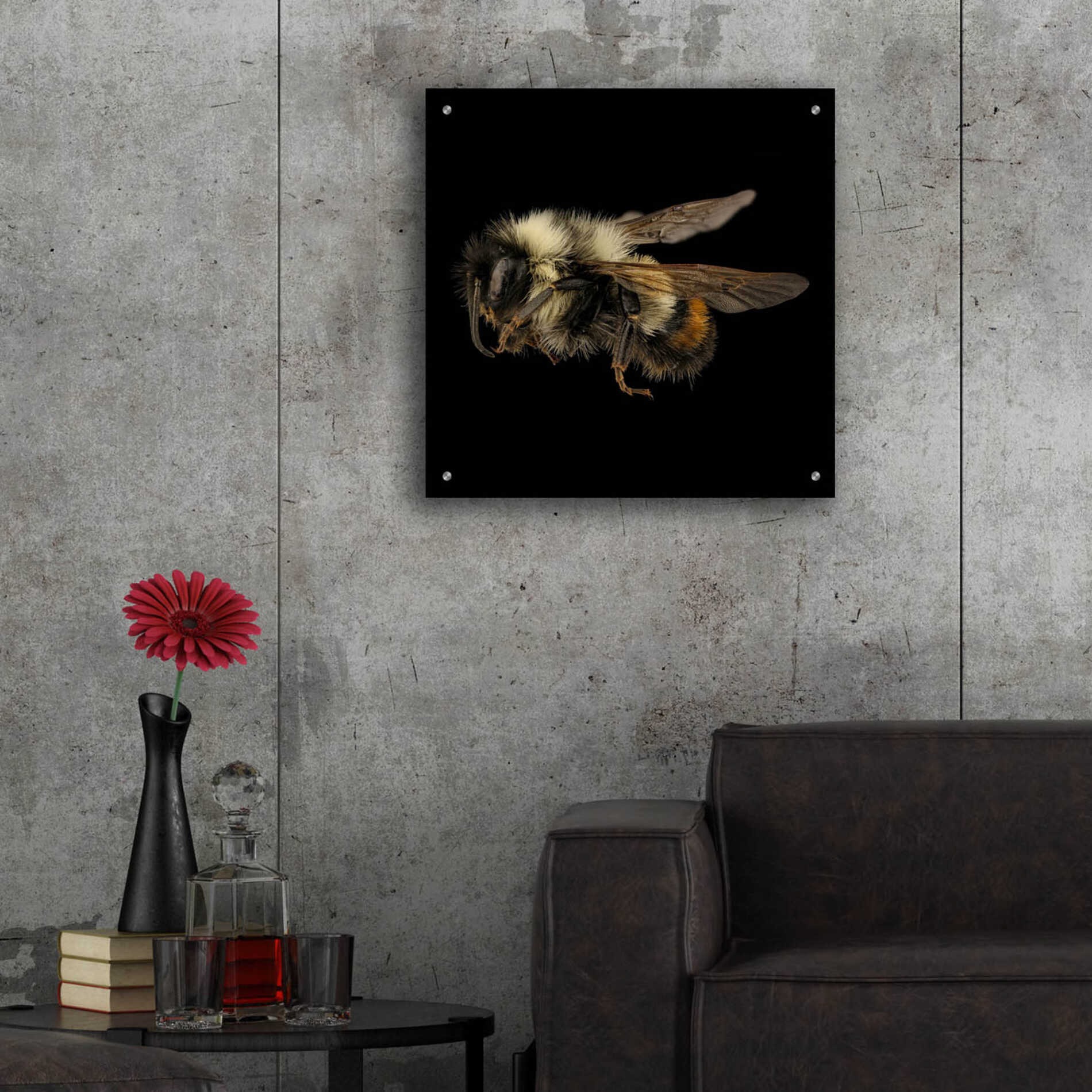 Epic Art 'Fuzzy Buzzy' by Epic Portfolio Acrylic Glass Wall Art,24x24