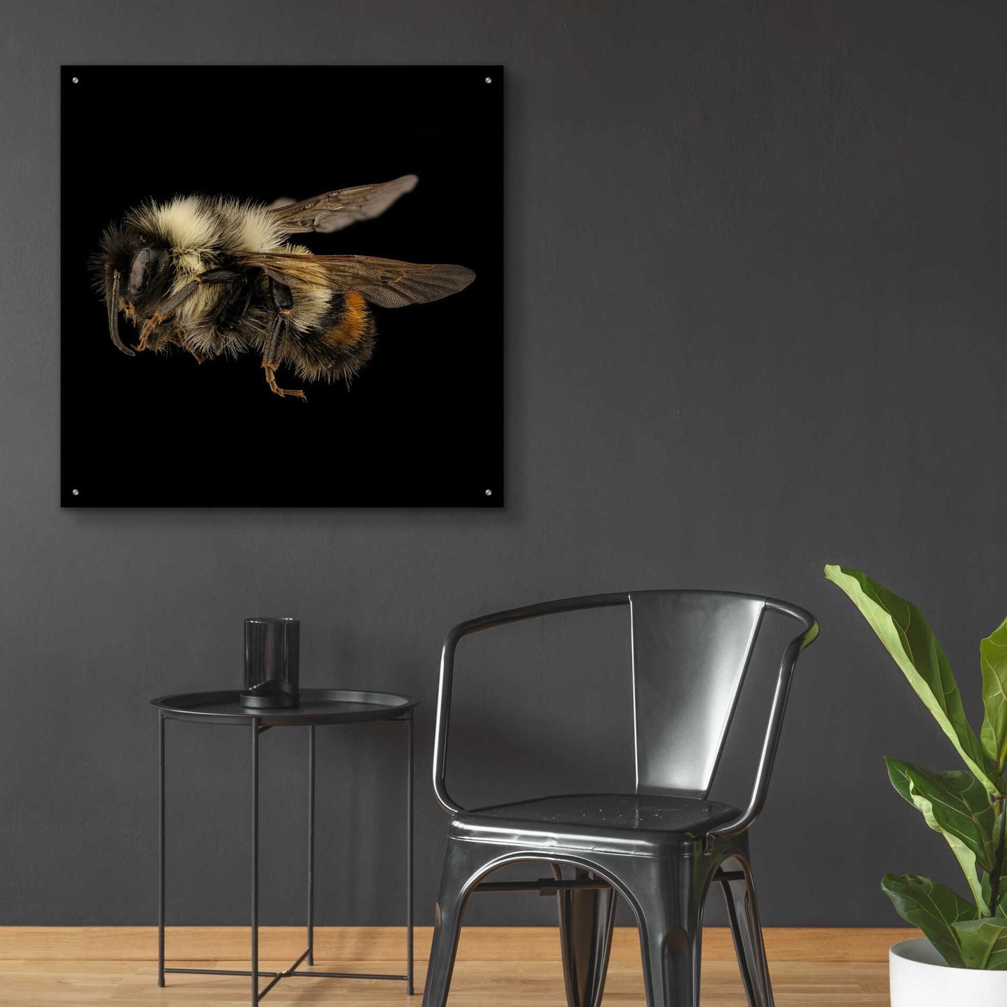 Epic Art 'Fuzzy Buzzy' by Epic Portfolio Acrylic Glass Wall Art,36x36