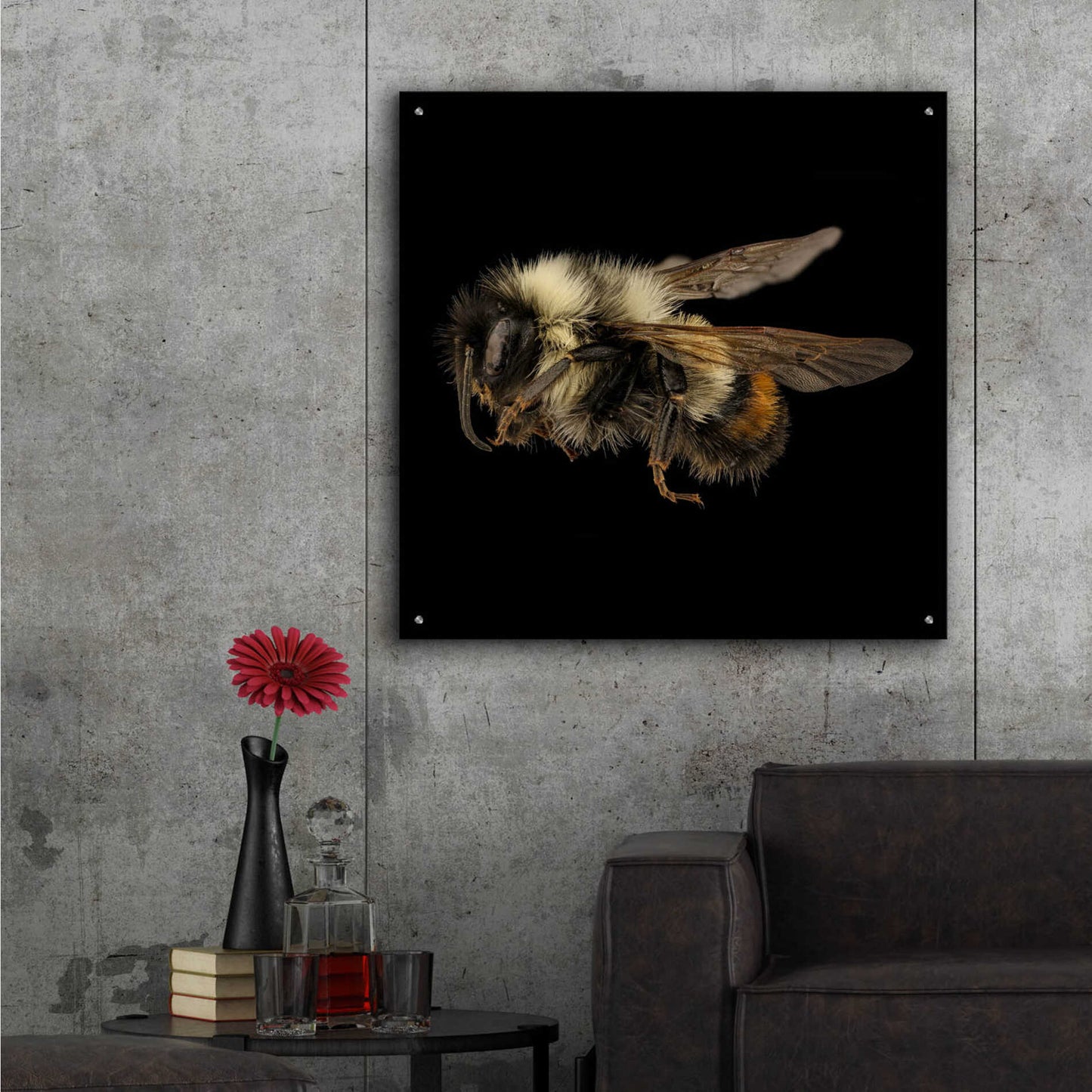 Epic Art 'Fuzzy Buzzy' by Epic Portfolio Acrylic Glass Wall Art,36x36