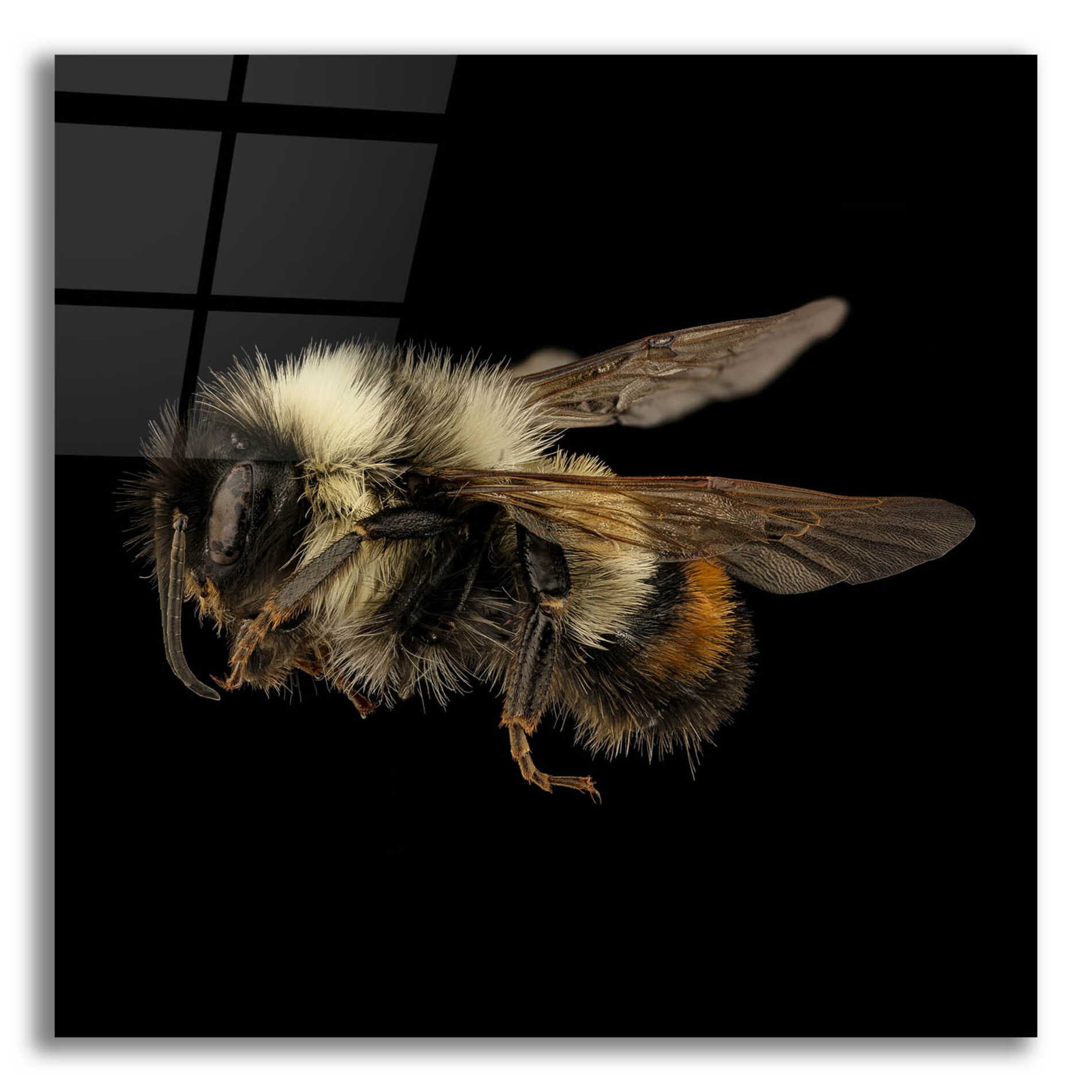 Epic Art 'Fuzzy Buzzy' by Epic Portfolio Acrylic Glass Wall Art
