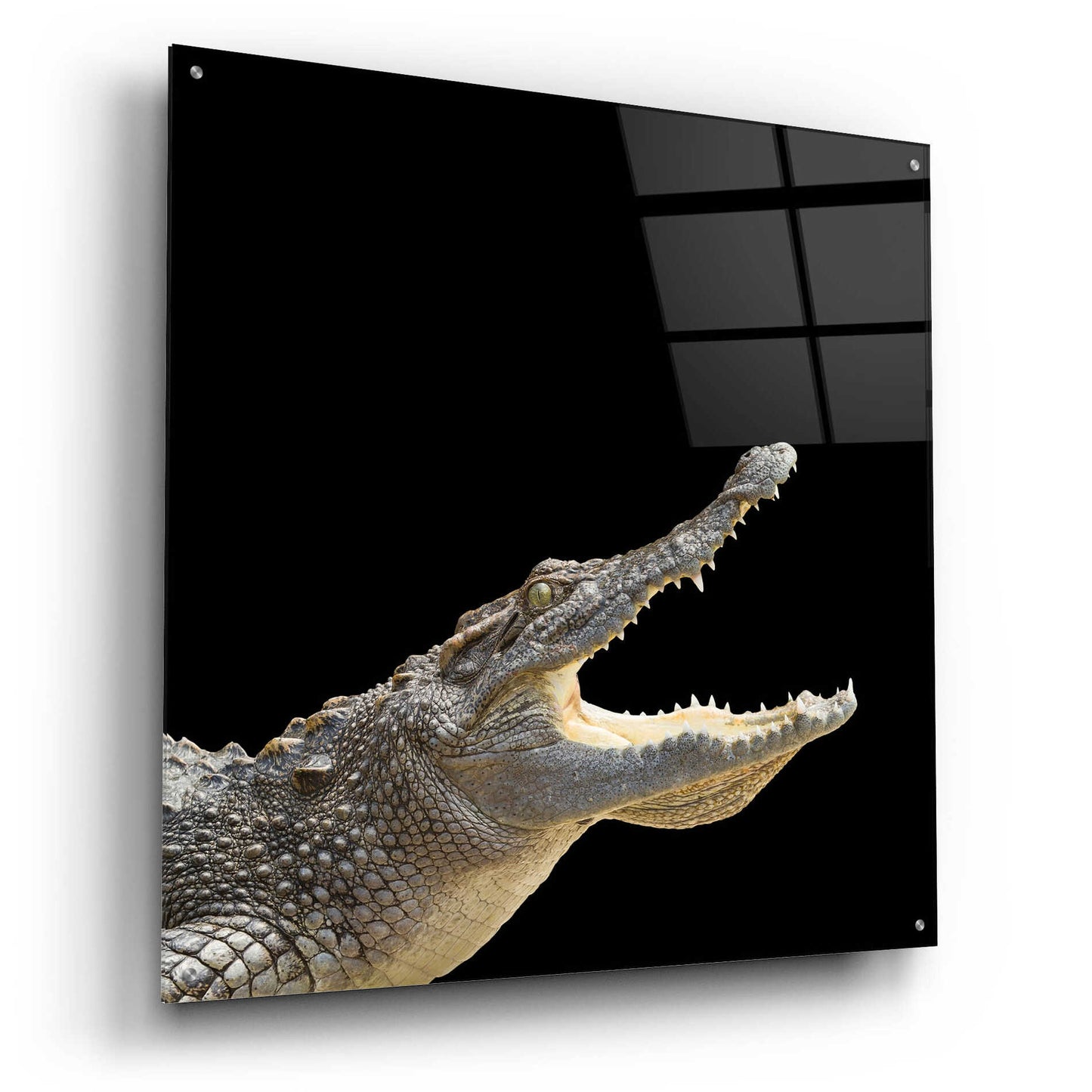 Epic Art 'Gator Games' by Epic Portfolio Acrylic Glass Wall Art,36x36
