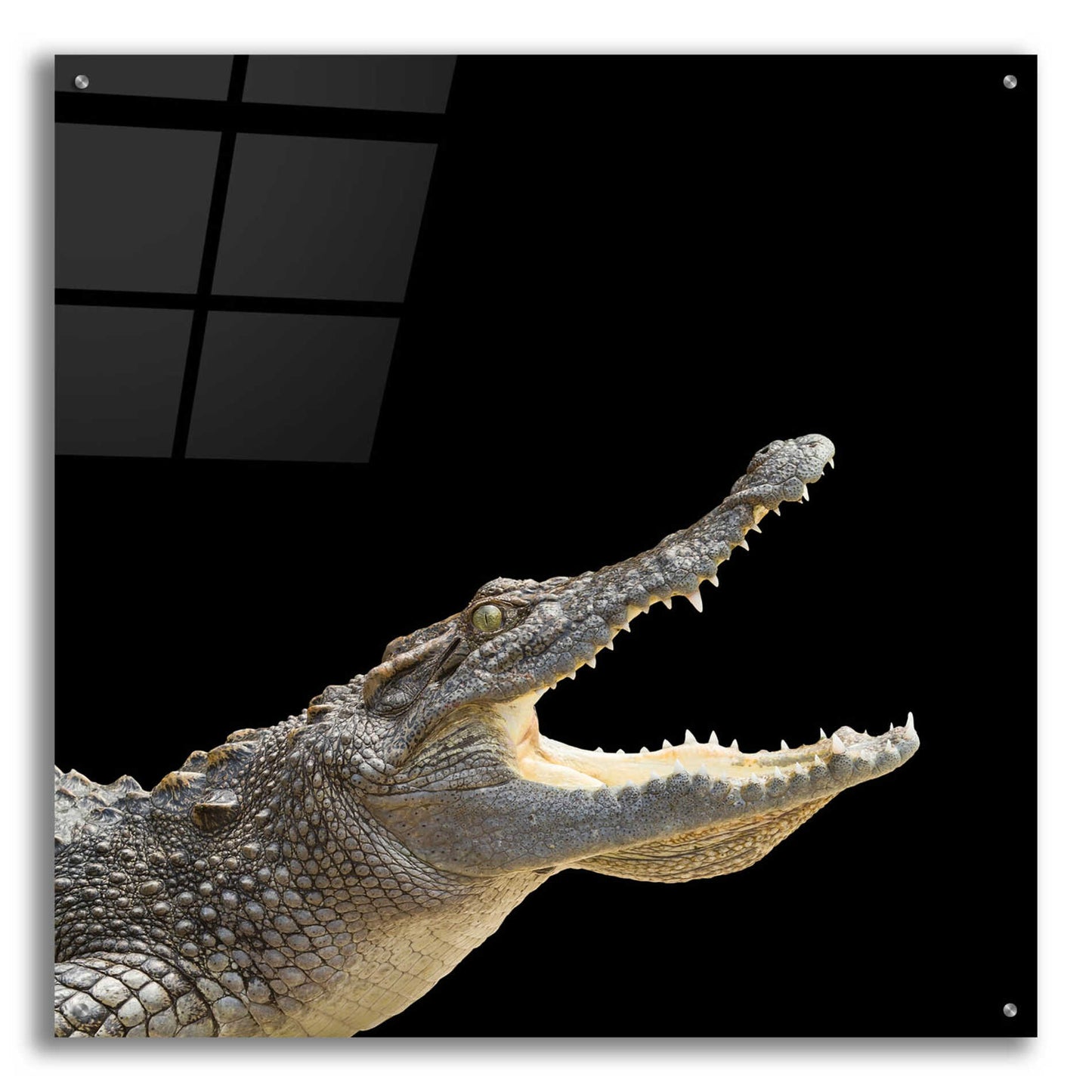 Epic Art 'Gator Games' by Epic Portfolio Acrylic Glass Wall Art,36x36