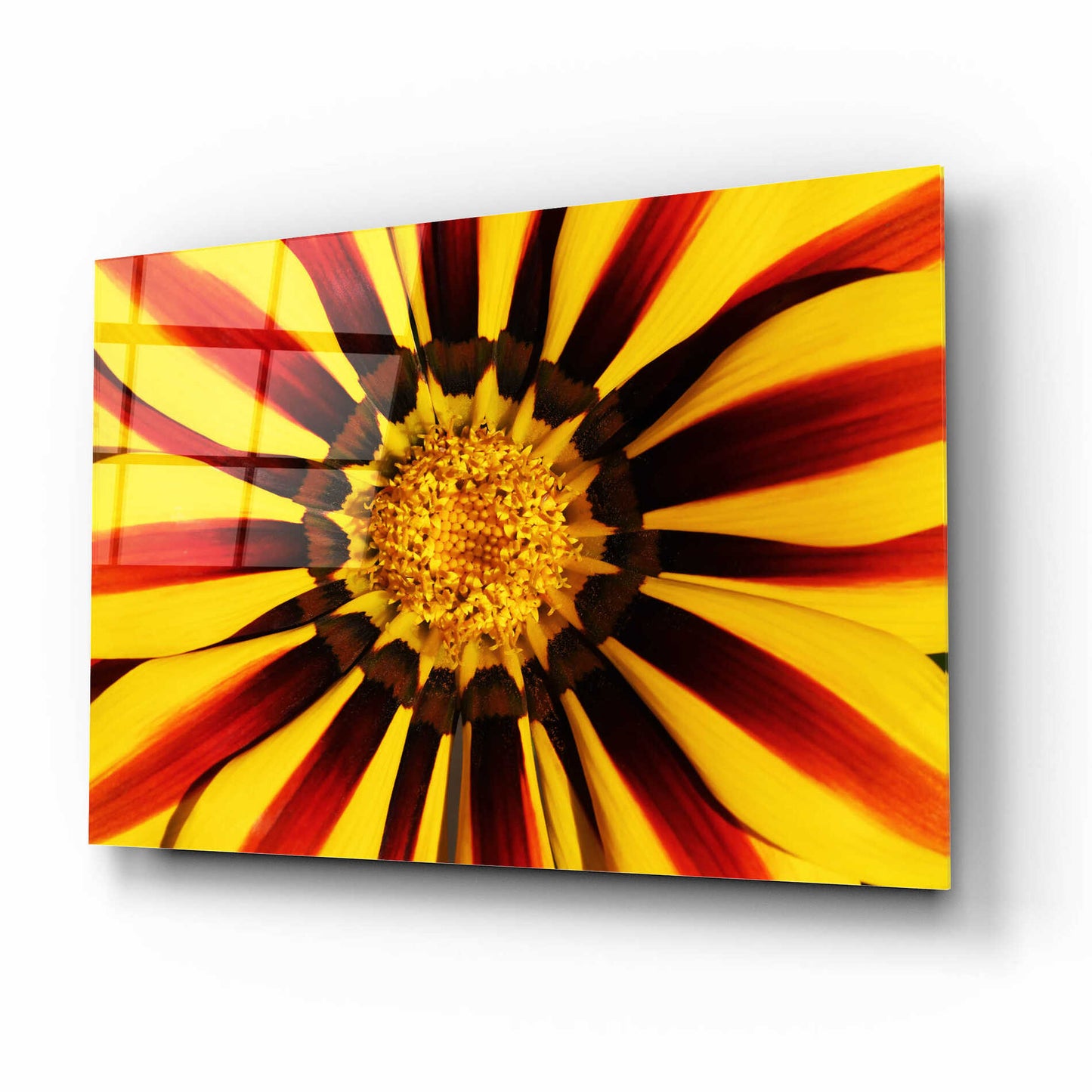 Epic Art 'Gazania' by Epic Portfolio Acrylic Glass Wall Art,16x12