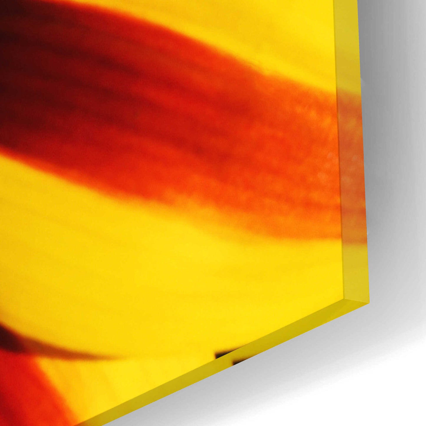 Epic Art 'Gazania' by Epic Portfolio Acrylic Glass Wall Art,16x12