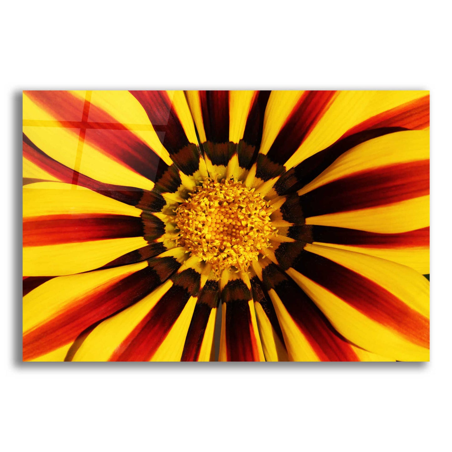 Epic Art 'Gazania' by Epic Portfolio Acrylic Glass Wall Art,16x12