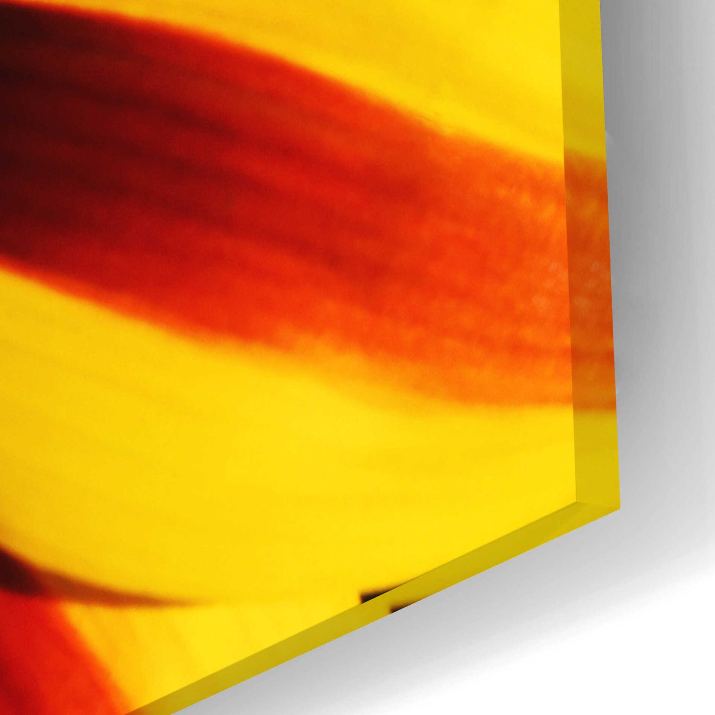 Epic Art 'Gazania' by Epic Portfolio Acrylic Glass Wall Art,24x16