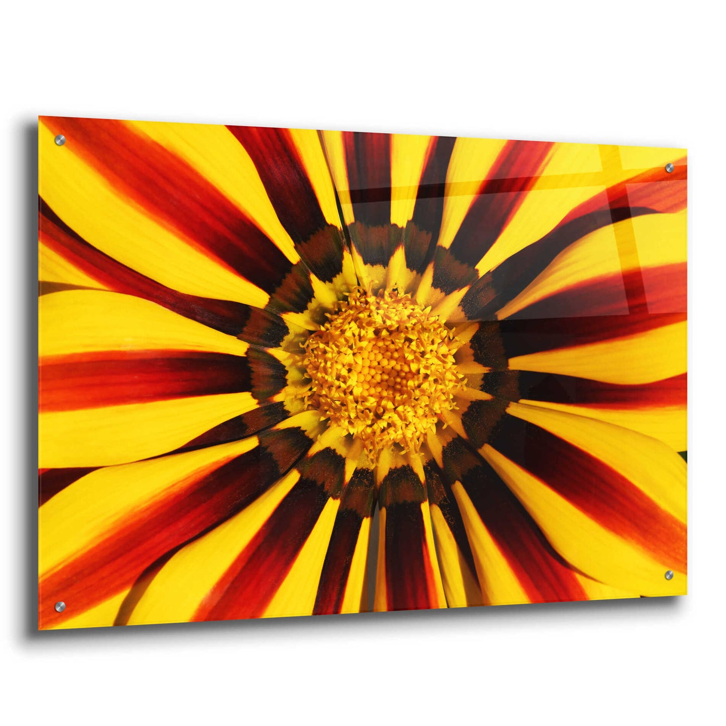 Epic Art 'Gazania' by Epic Portfolio Acrylic Glass Wall Art,36x24