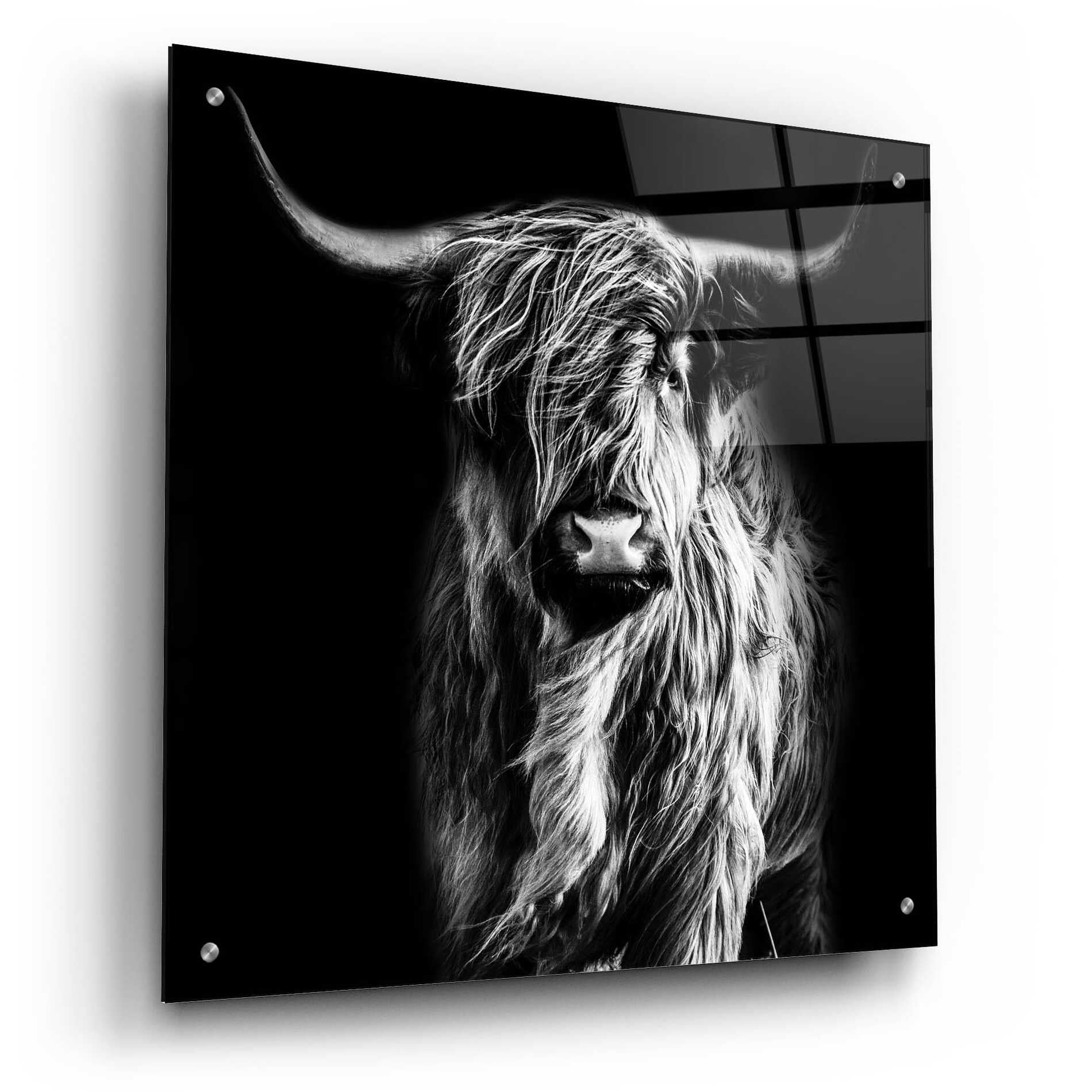 Epic Art 'Hippy Highland Cow' by Epic Portfolio Acrylic Glass Wall Art,24x24