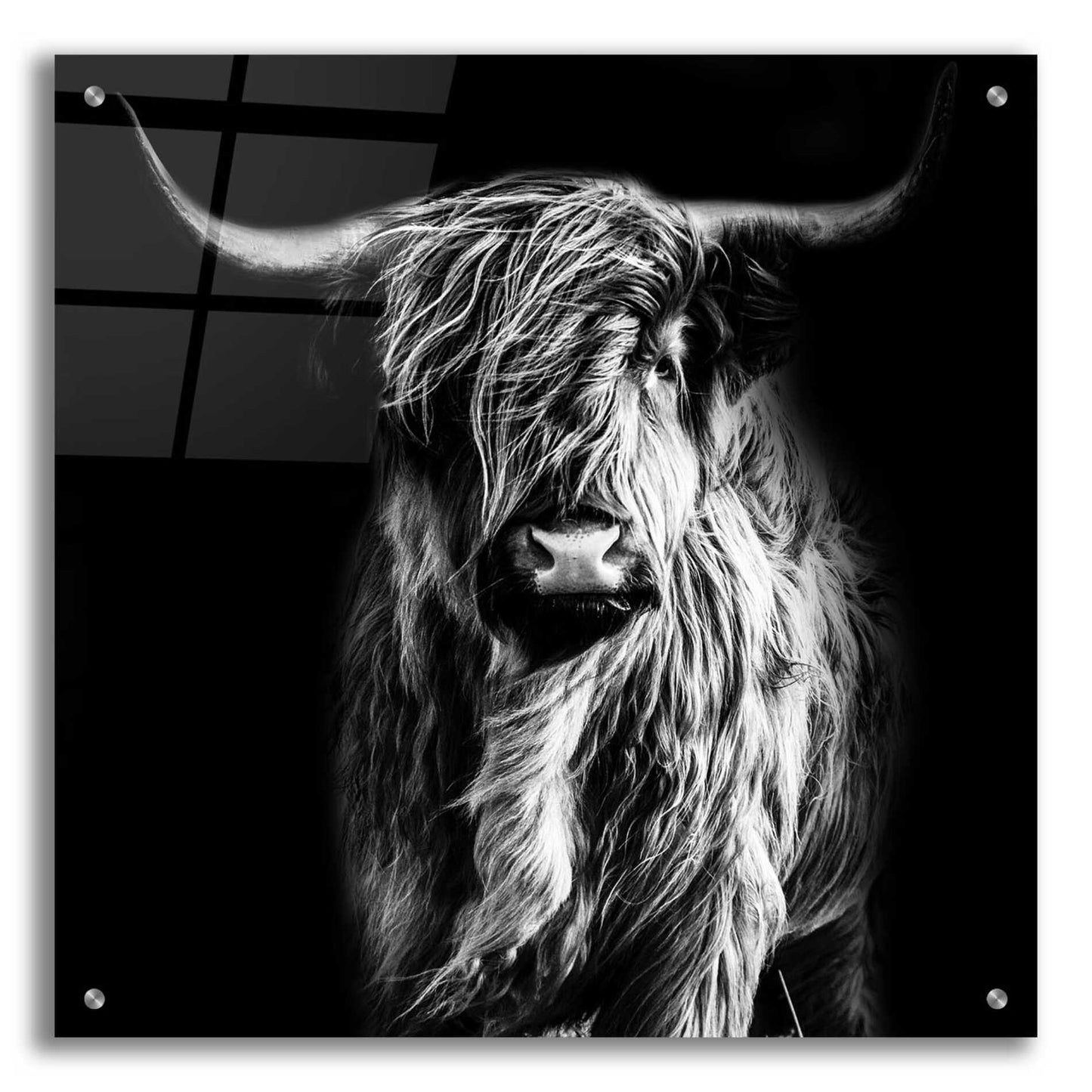 Epic Art 'Hippy Highland Cow' by Epic Portfolio Acrylic Glass Wall Art,24x24