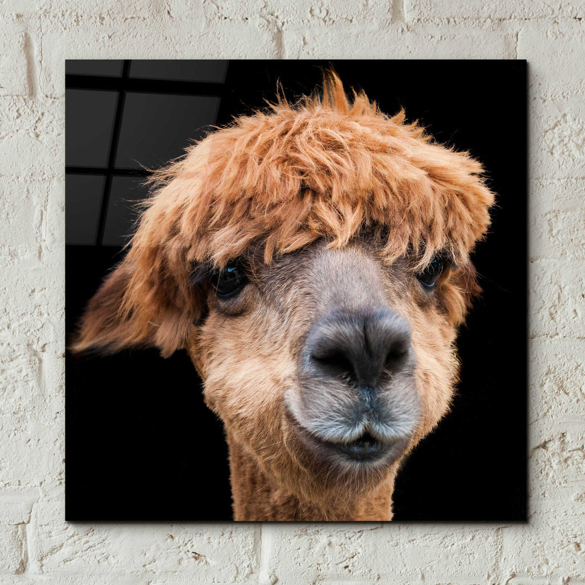 Epic Art 'Hippy Lama' by Epic Portfolio Acrylic Glass Wall Art,12x12
