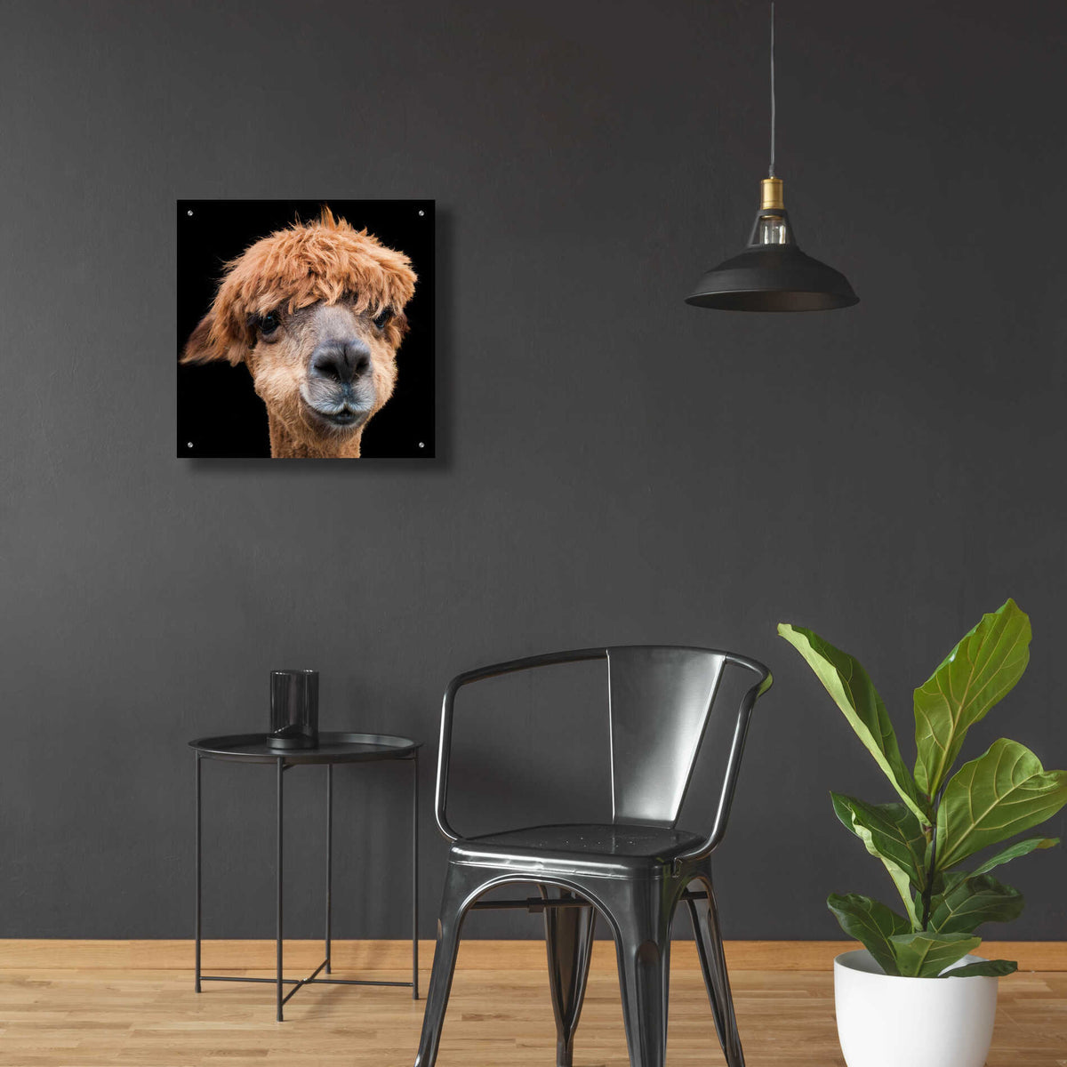 Epic Art 'Hippy Lama' by Epic Portfolio Acrylic Glass Wall Art,24x24