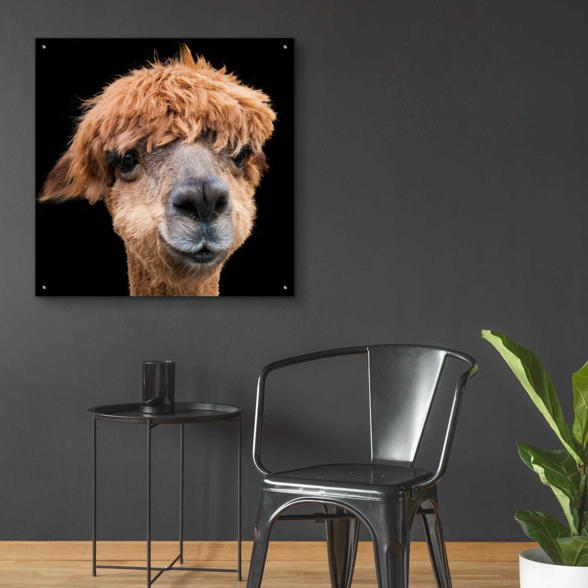 Epic Art 'Hippy Lama' by Epic Portfolio Acrylic Glass Wall Art,36x36