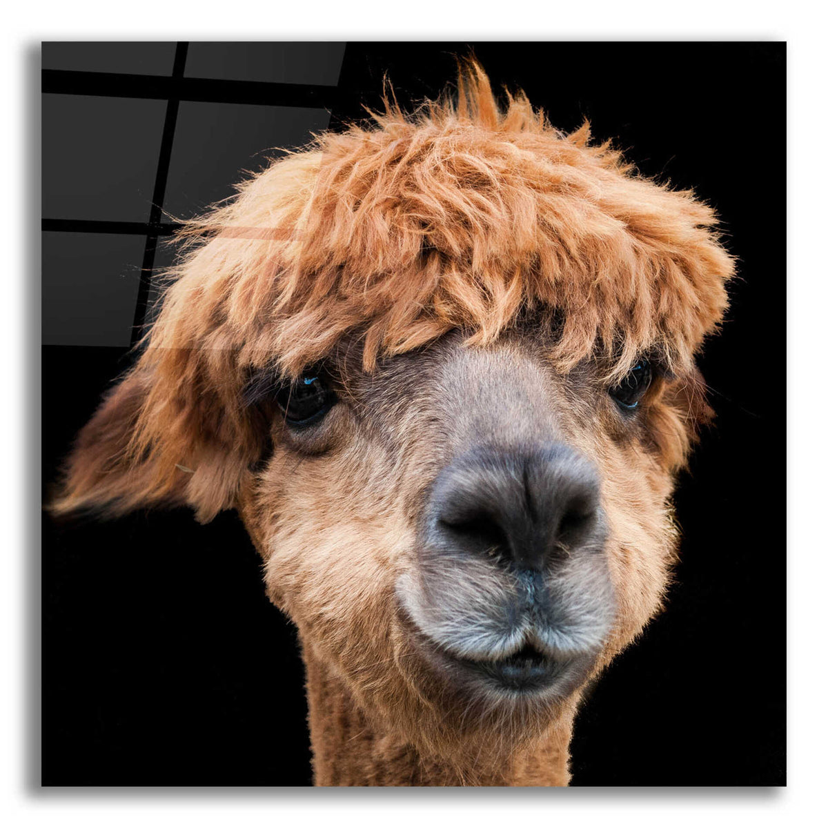 Epic Art 'Hippy Lama' by Epic Portfolio Acrylic Glass Wall Art