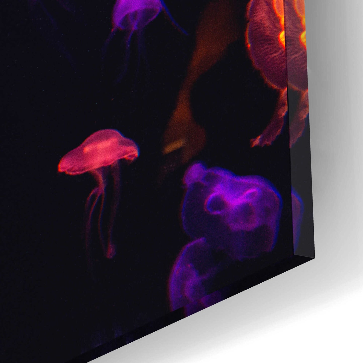 Epic Art 'Jelly Fish World' by Epic Portfolio Acrylic Glass Wall Art,16x12