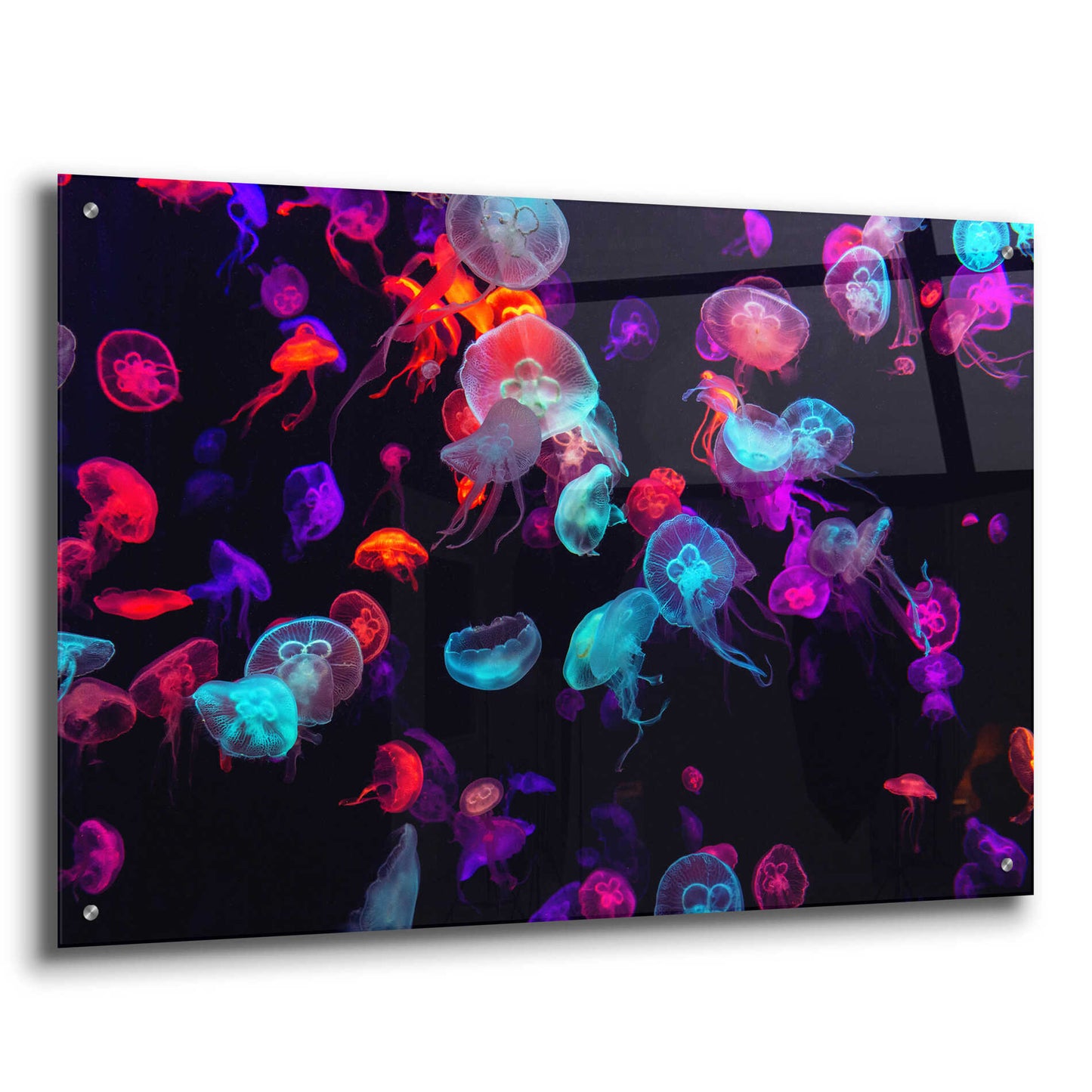 Epic Art 'Jelly Fish World' by Epic Portfolio Acrylic Glass Wall Art,36x24