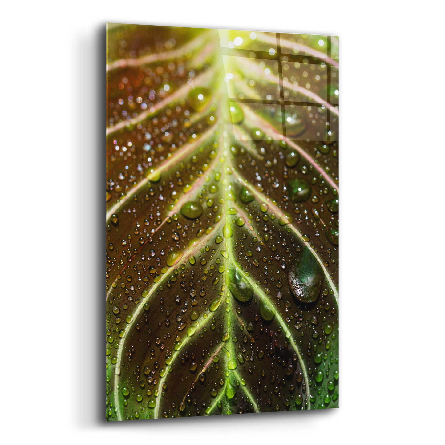 Epic Art 'Morning Dew' by Epic Portfolio Acrylic Glass Wall Art,12x16