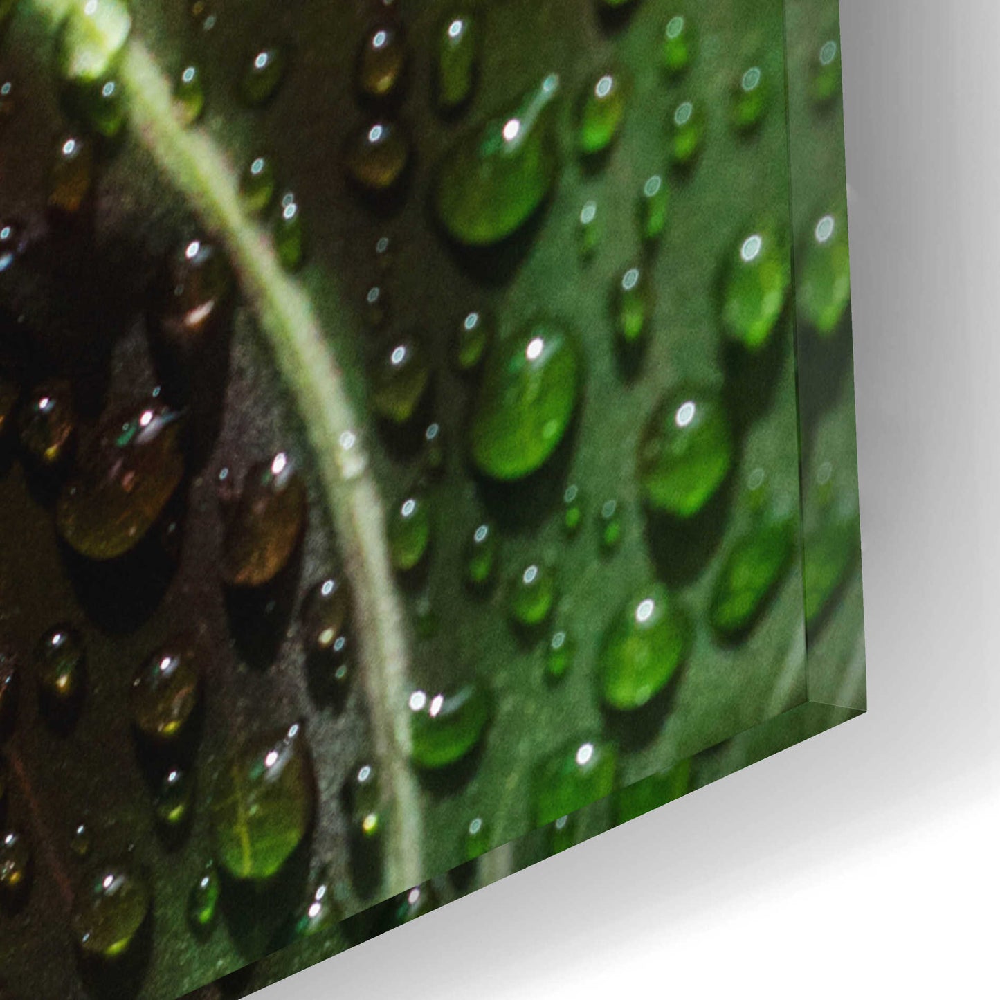 Epic Art 'Morning Dew' by Epic Portfolio Acrylic Glass Wall Art,12x16