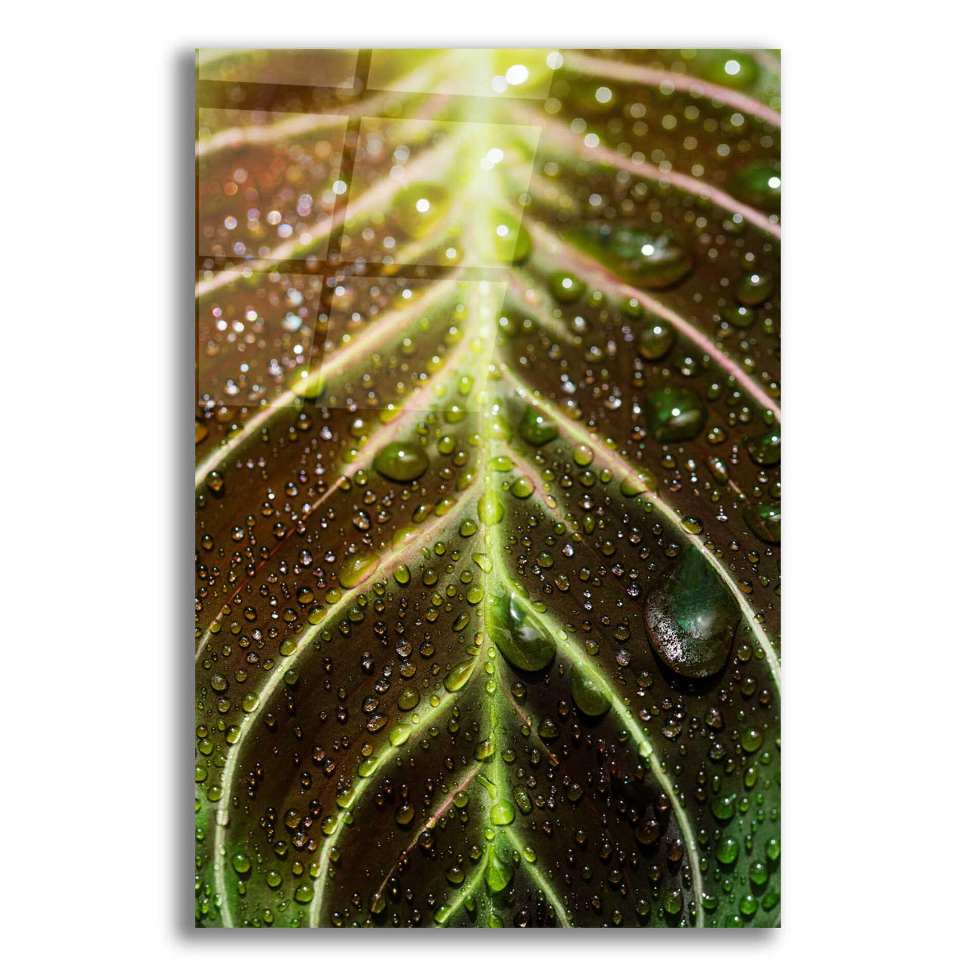 Epic Art 'Morning Dew' by Epic Portfolio Acrylic Glass Wall Art,12x16