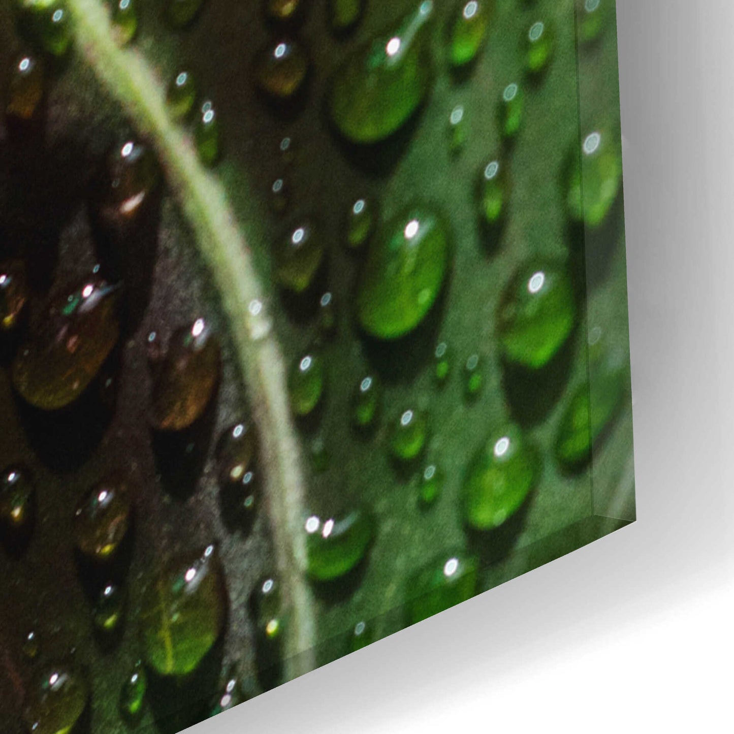 Epic Art 'Morning Dew' by Epic Portfolio Acrylic Glass Wall Art,16x24