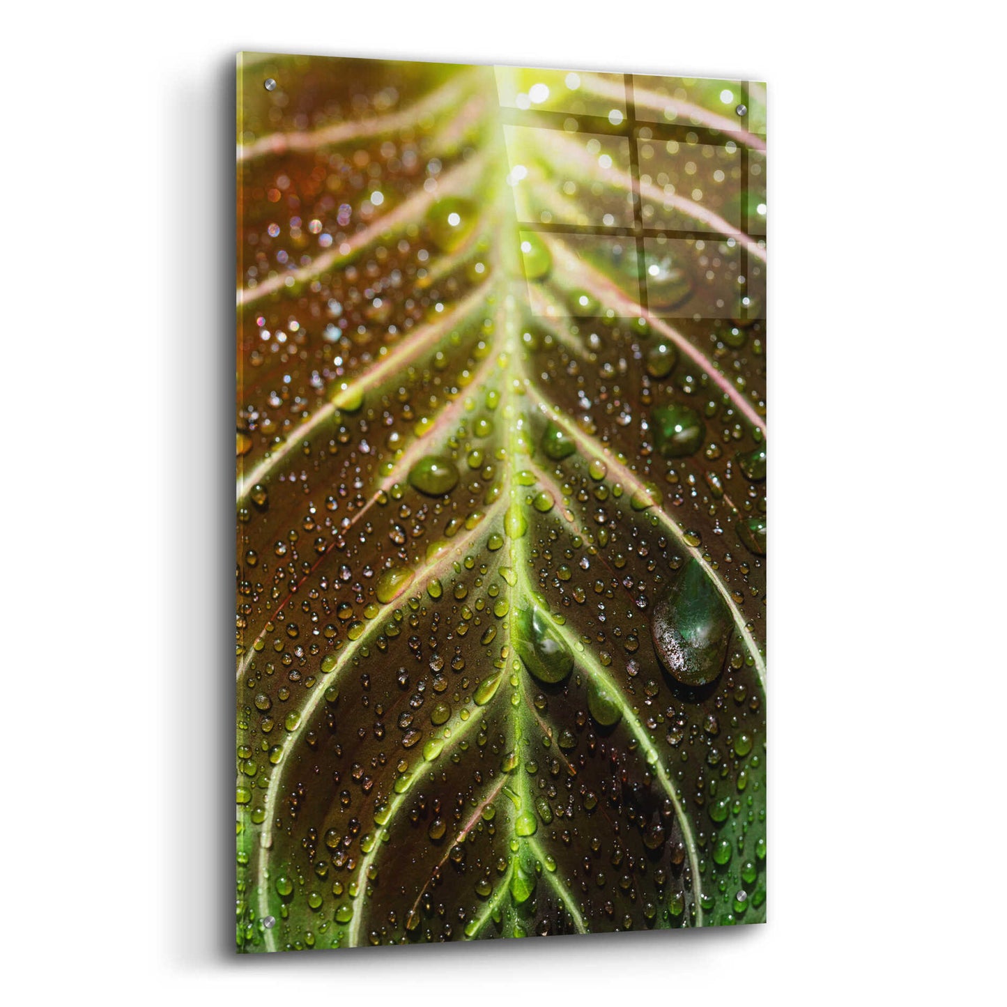 Epic Art 'Morning Dew' by Epic Portfolio Acrylic Glass Wall Art,24x36