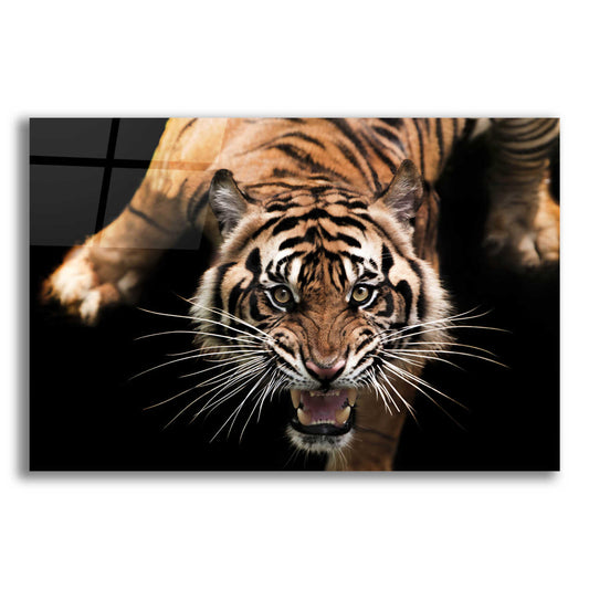 Epic Art 'Nice Kitty' by Epic Portfolio Acrylic Glass Wall Art