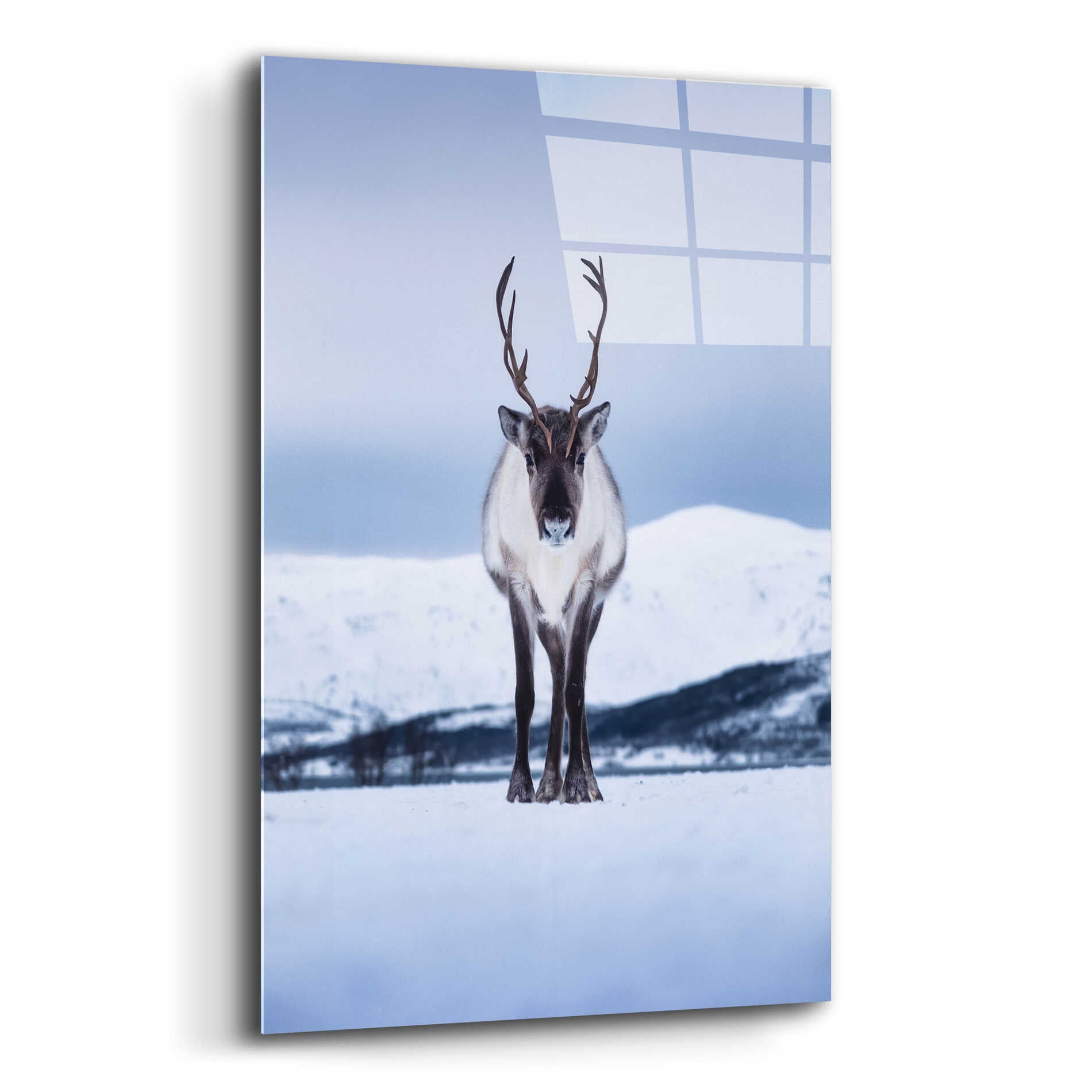 Epic Art 'Norwegian Raindeer' by Epic Portfolio Acrylic Glass Wall Art,12x16