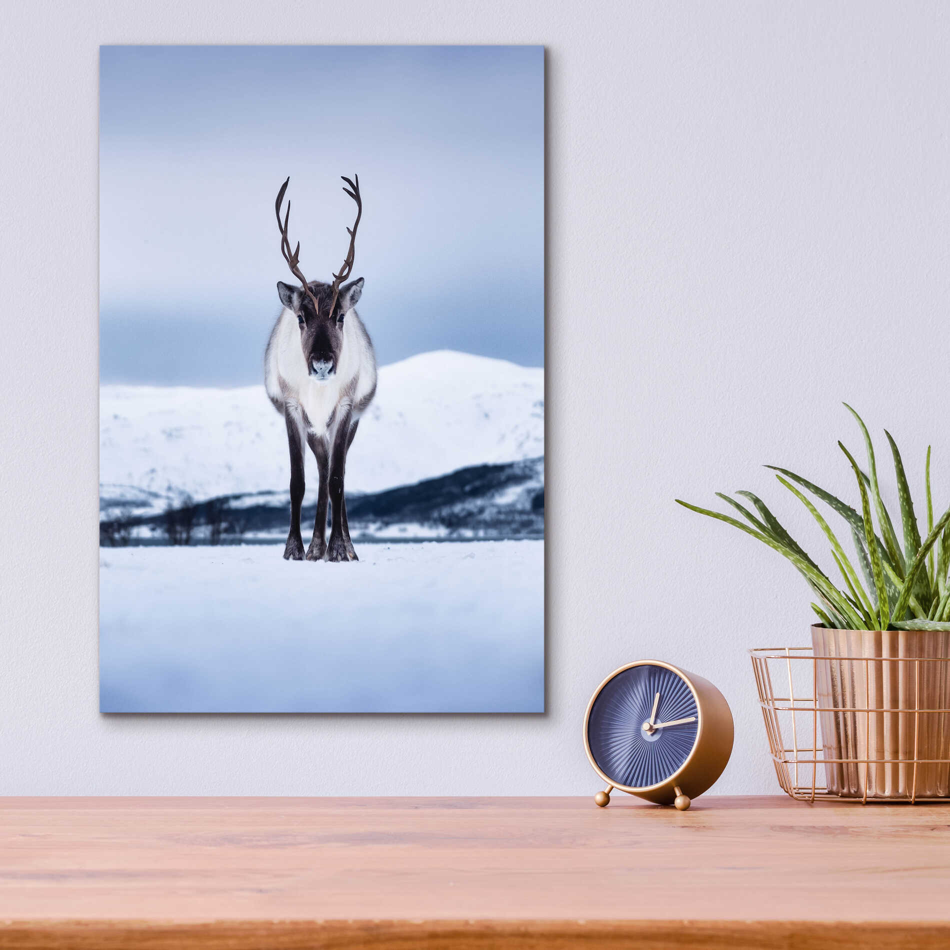 Epic Art 'Norwegian Raindeer' by Epic Portfolio Acrylic Glass Wall Art,12x16