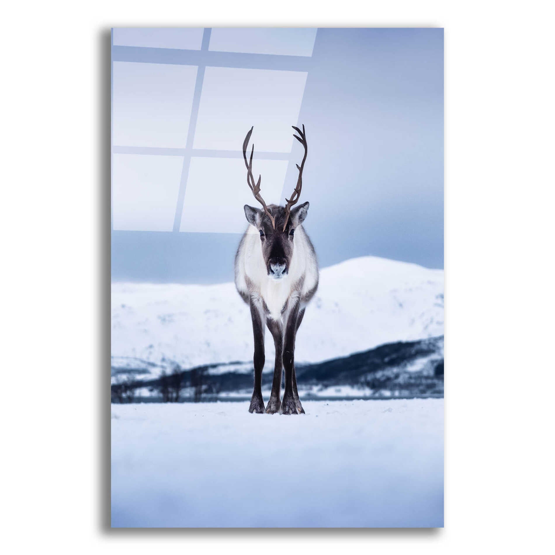 Epic Art 'Norwegian Raindeer' by Epic Portfolio Acrylic Glass Wall Art,12x16