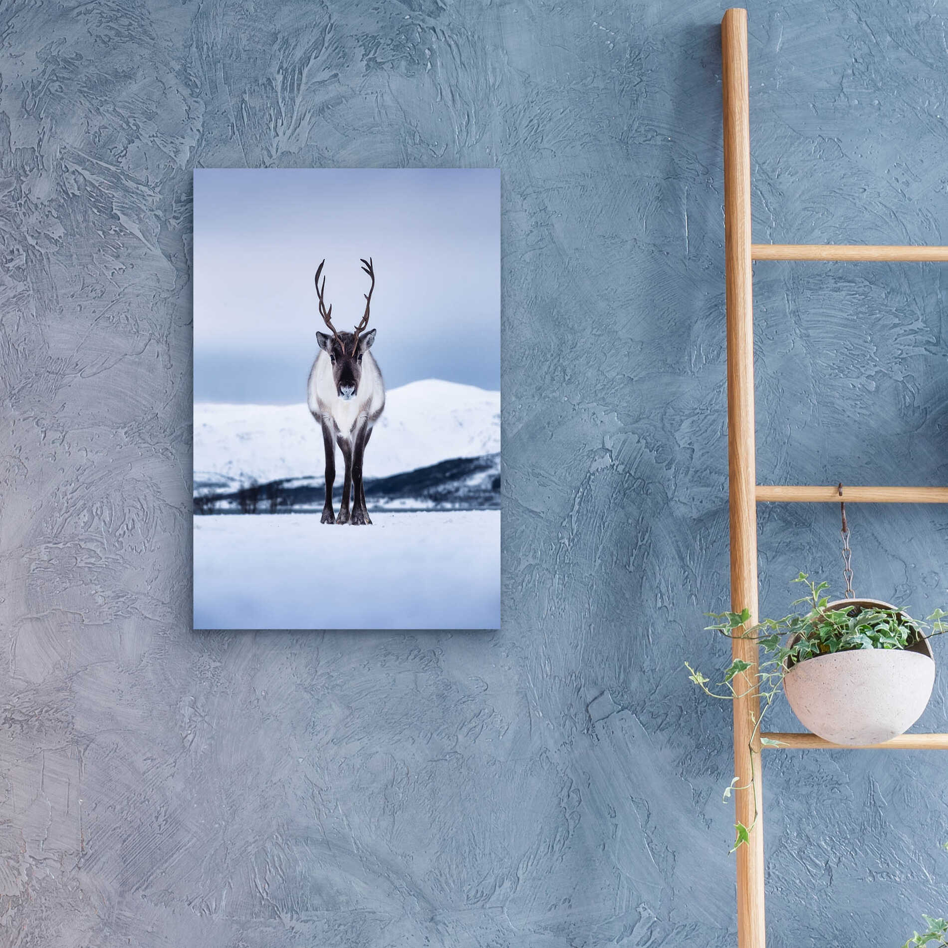 Epic Art 'Norwegian Raindeer' by Epic Portfolio Acrylic Glass Wall Art,16x24