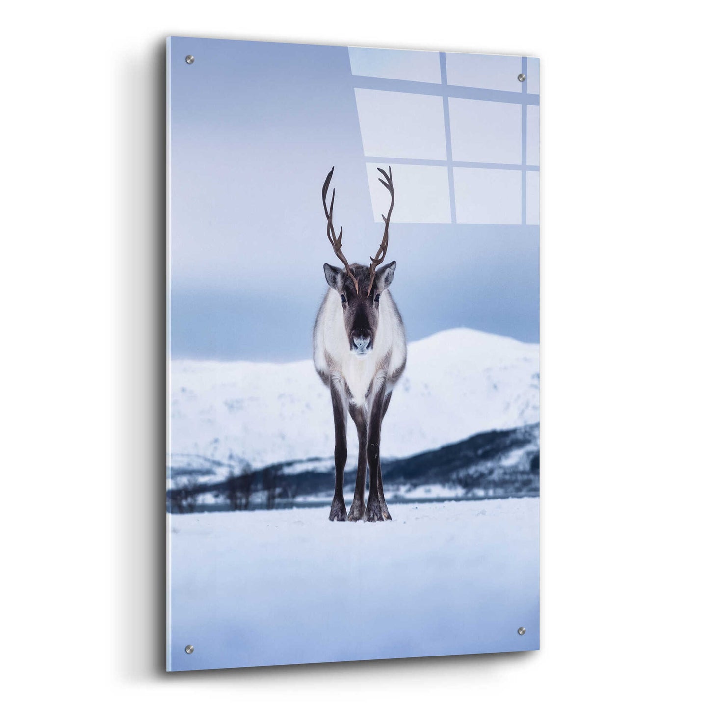 Epic Art 'Norwegian Raindeer' by Epic Portfolio Acrylic Glass Wall Art,24x36