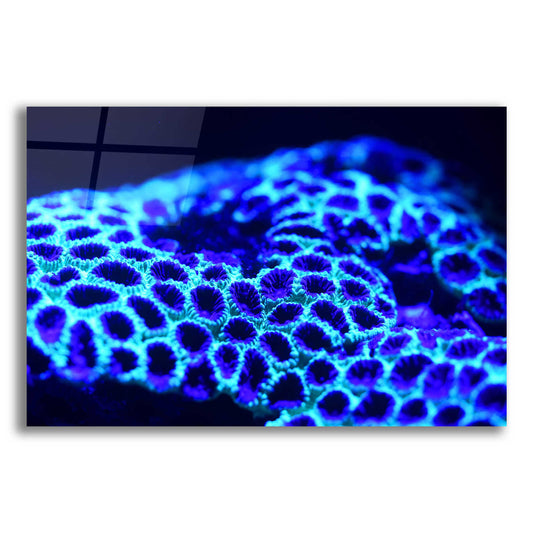 Epic Art 'Ocean Carpet' by Epic Portfolio Acrylic Glass Wall Art