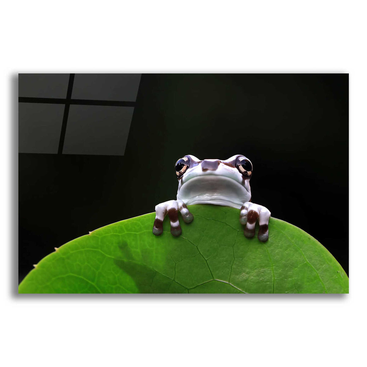 Epic Art 'Peekaboo' by Epic Portfolio Acrylic Glass Wall Art