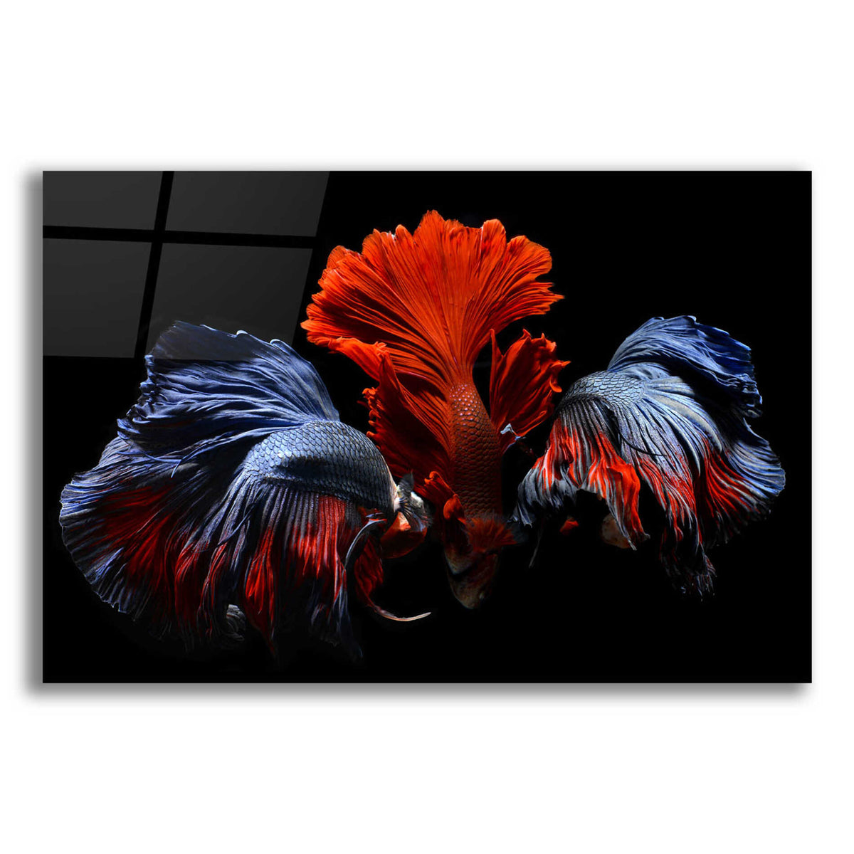 Epic Art 'Siamese Fighting Fish' by Epic Portfolio Acrylic Glass Wall Art