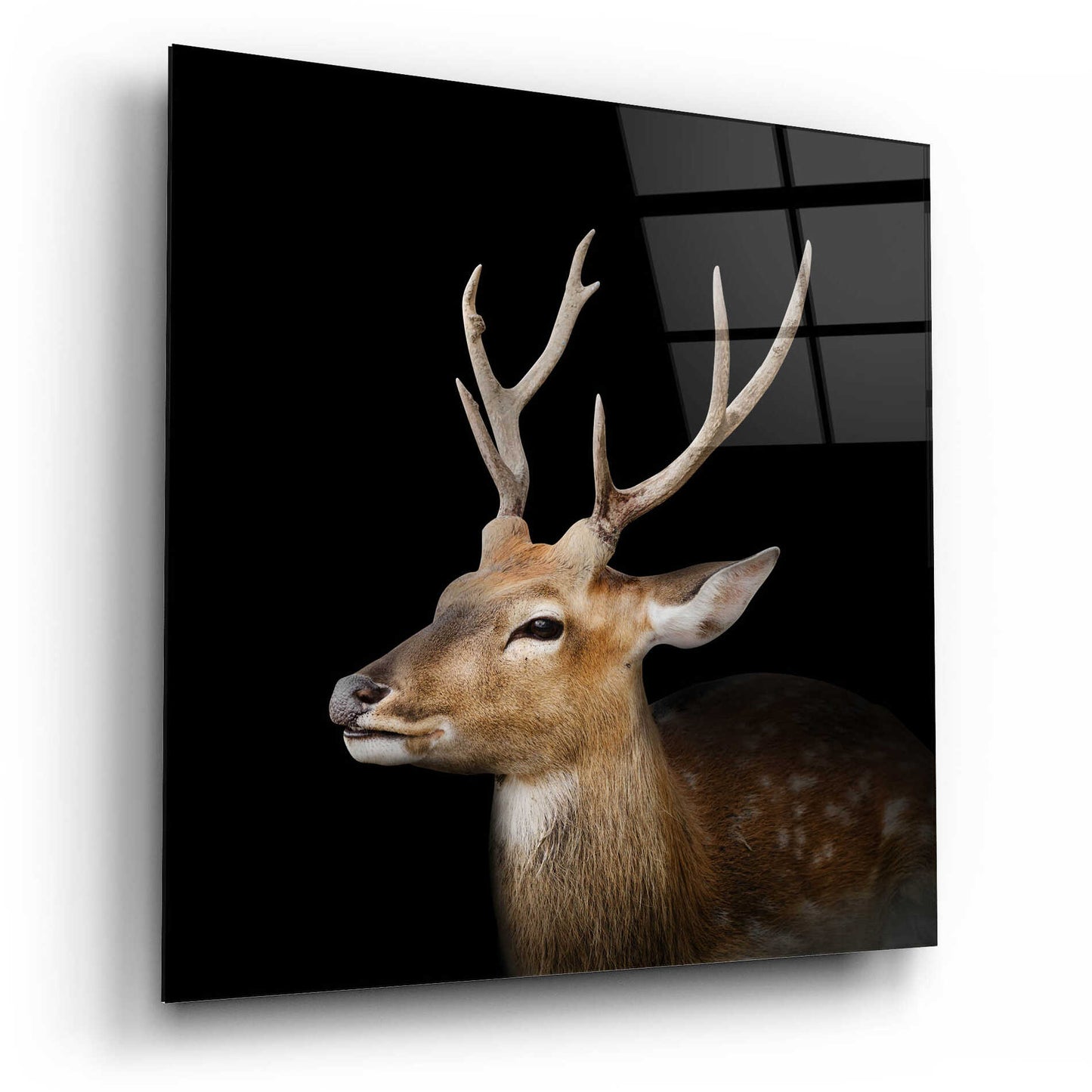 Epic Art 'Sika Deer' by Epic Portfolio Acrylic Glass Wall Art,12x12