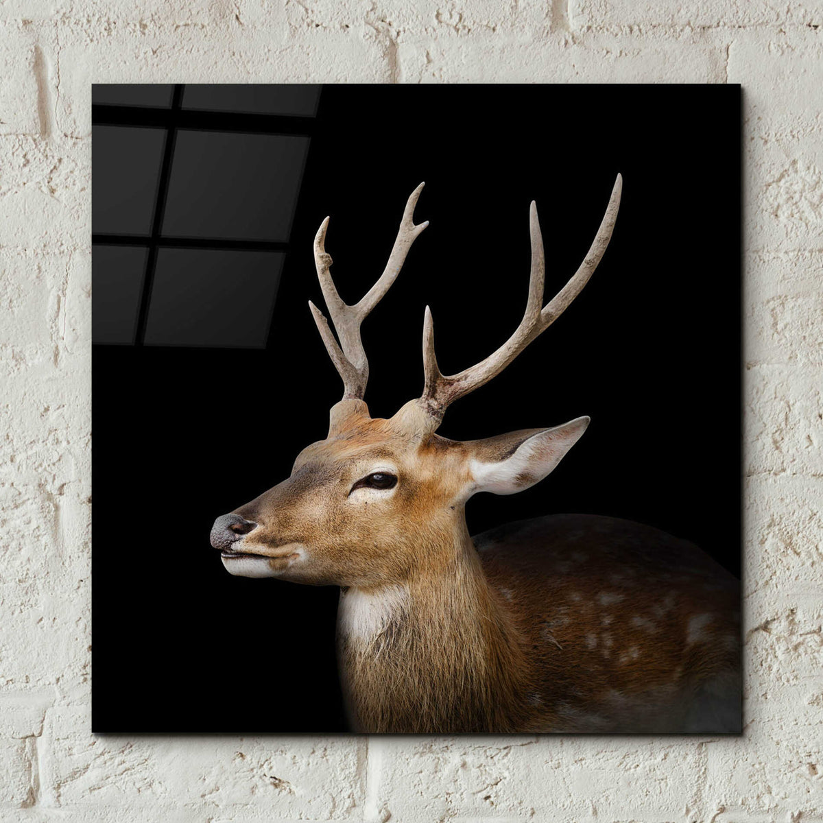 Epic Art 'Sika Deer' by Epic Portfolio Acrylic Glass Wall Art,12x12