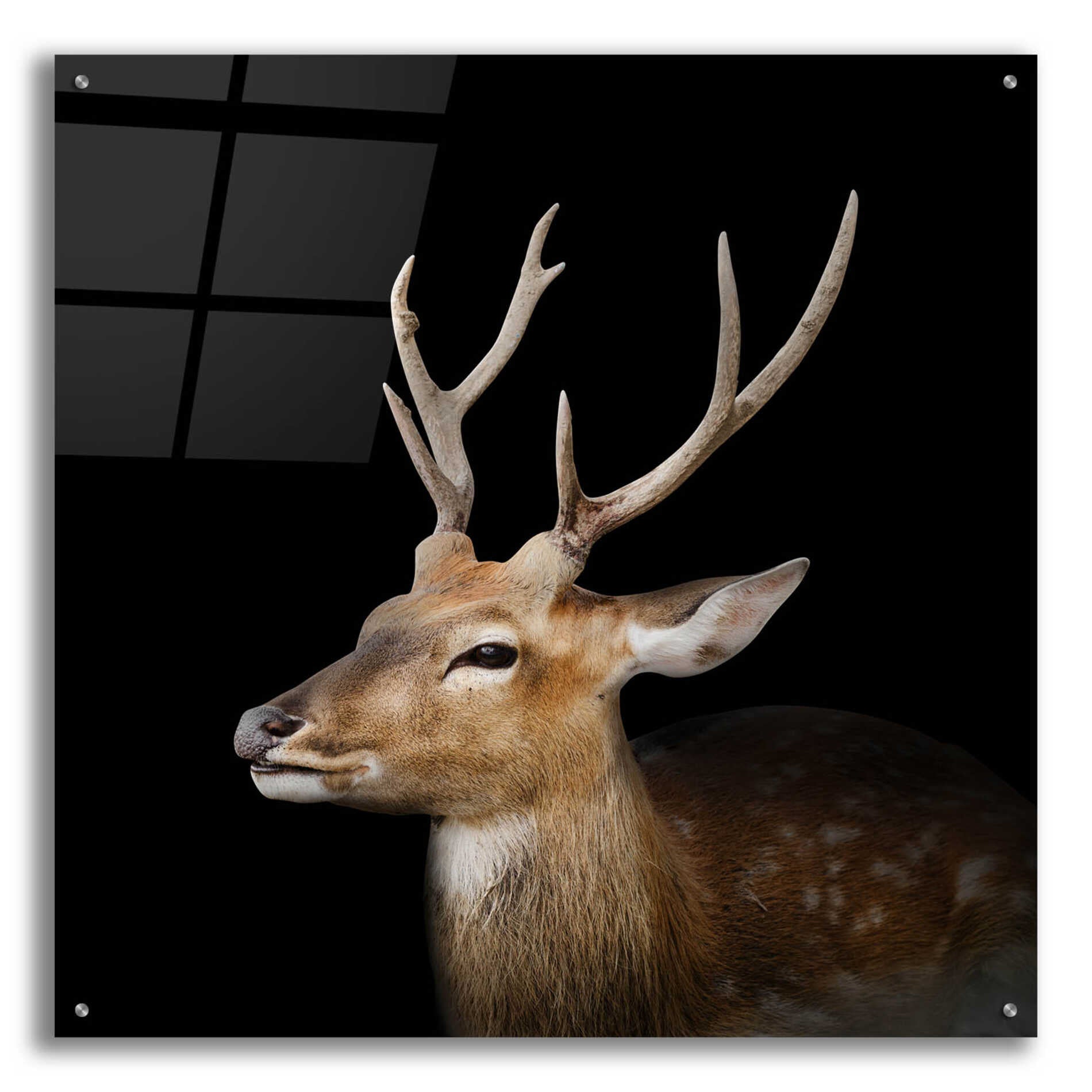 Epic Art 'Sika Deer' by Epic Portfolio Acrylic Glass Wall Art,36x36