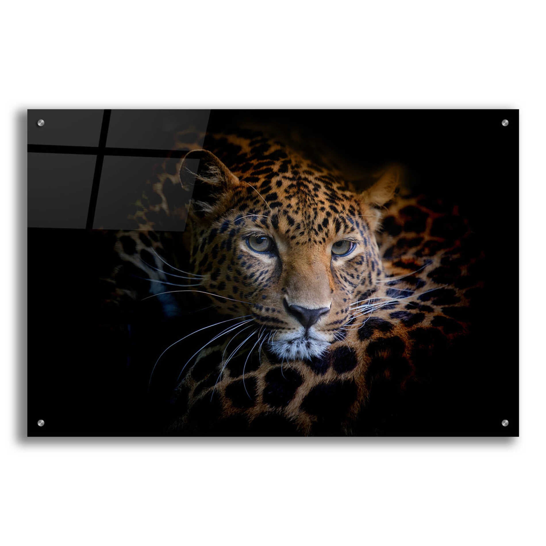 Epic Art 'Sleepy Leopard' by Epic Portfolio Acrylic Glass Wall Art,36x24