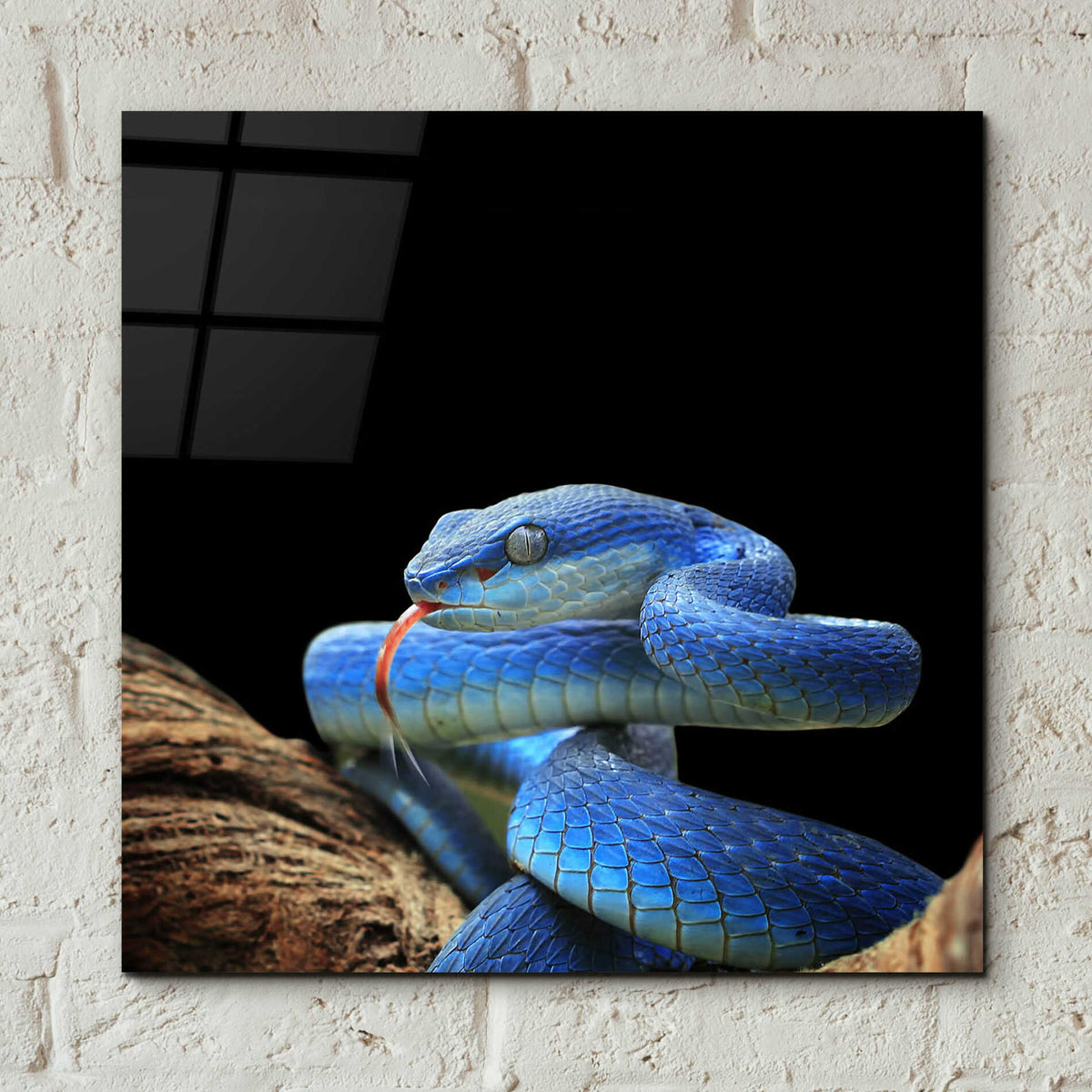 Epic Art 'Slithering Cobalt' by Epic Portfolio Acrylic Glass Wall Art,12x12