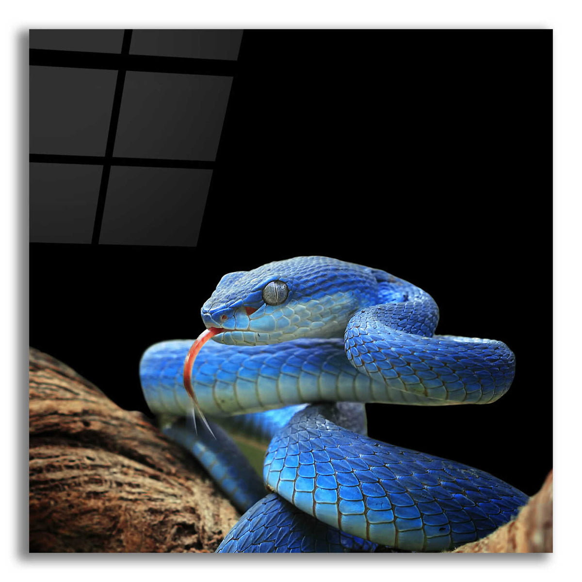 Epic Art 'Slithering Cobalt' by Epic Portfolio Acrylic Glass Wall Art