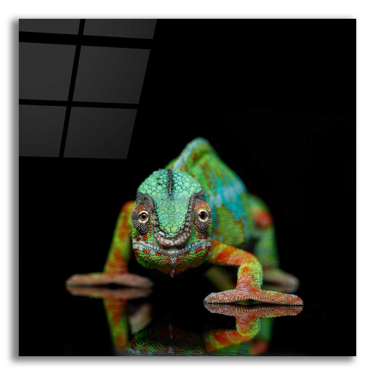 Epic Art 'Sneaky Cameleon' by Epic Portfolio Acrylic Glass Wall Art