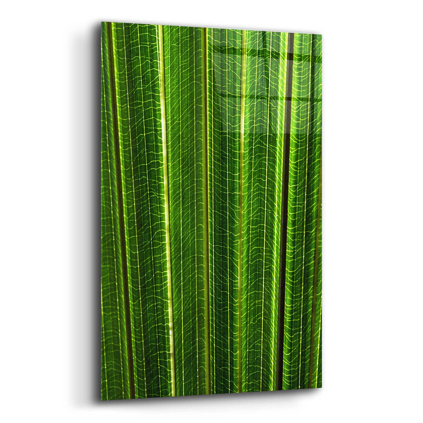 Epic Art 'The Great Green Wall' by Epic Portfolio Acrylic Glass Wall Art,12x16