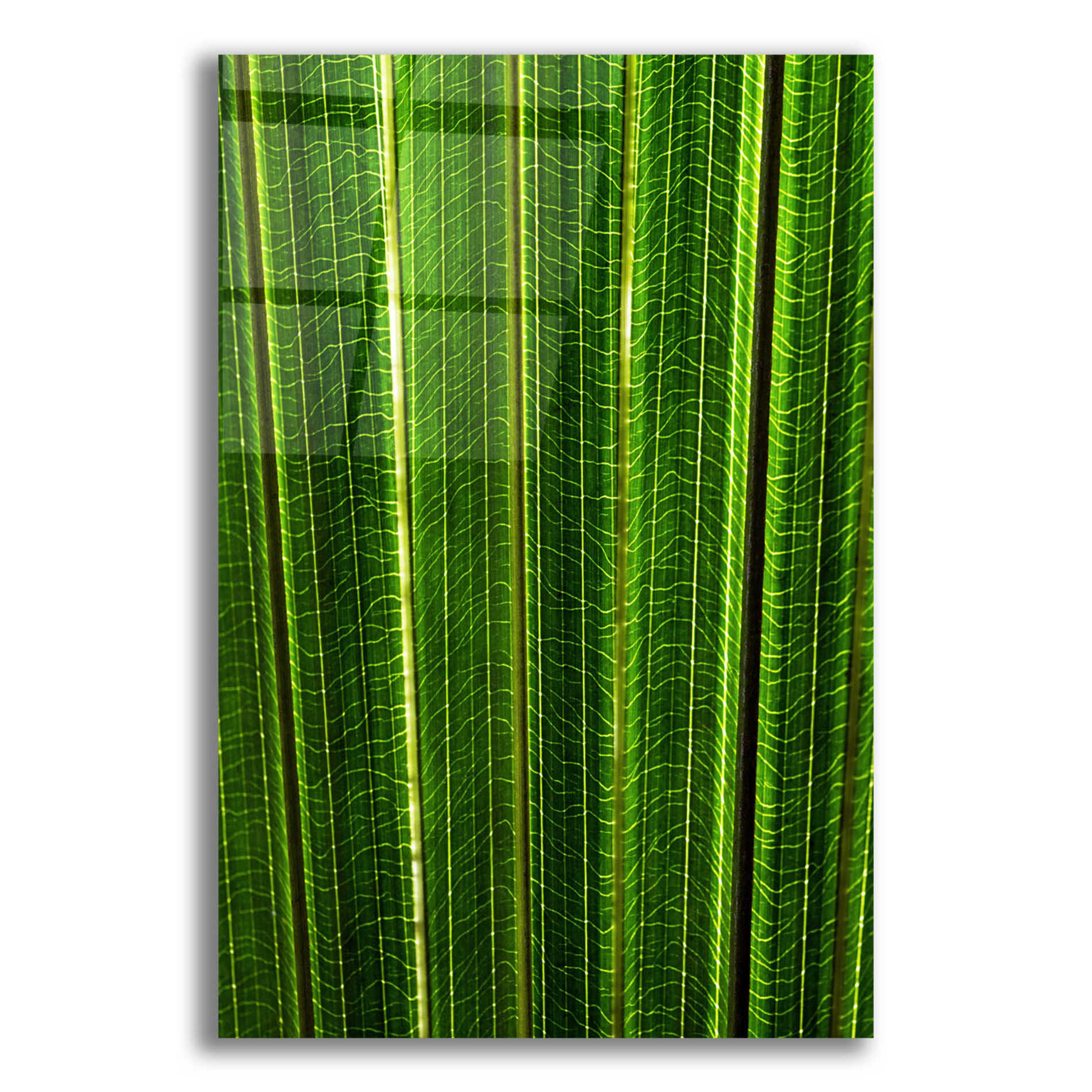 Epic Art 'The Great Green Wall' by Epic Portfolio Acrylic Glass Wall Art,12x16