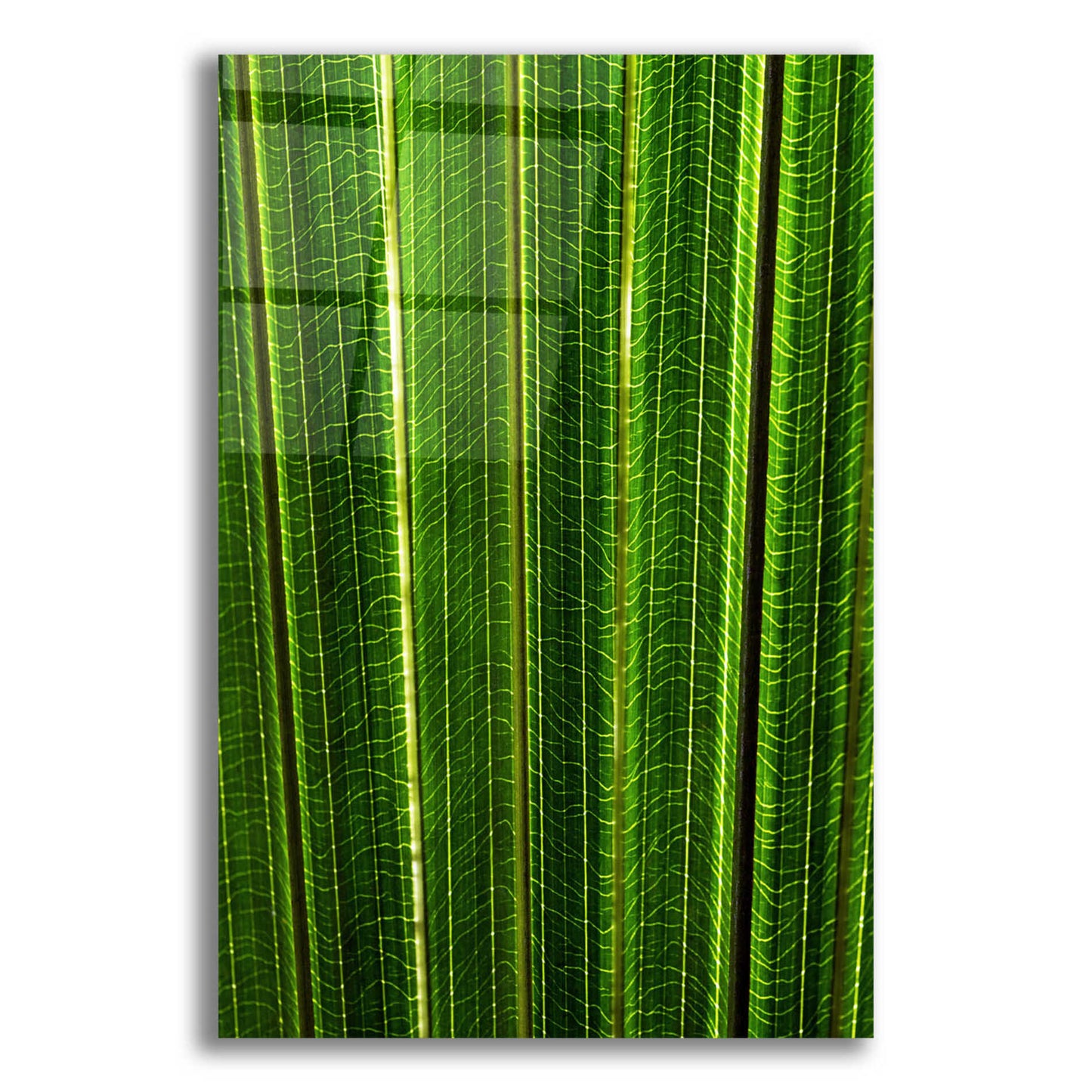 Epic Art 'The Great Green Wall' by Epic Portfolio Acrylic Glass Wall Art,16x24